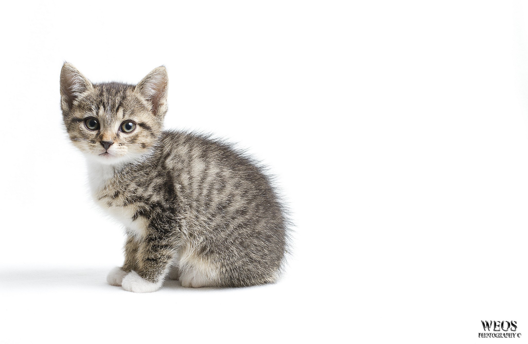 Tabby kitten sitting on a white background HD Wallpaper