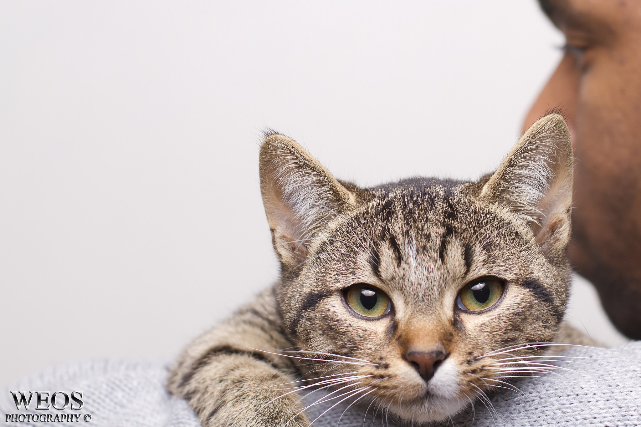 Cat resting on a person's shoulder HD Wallpaper