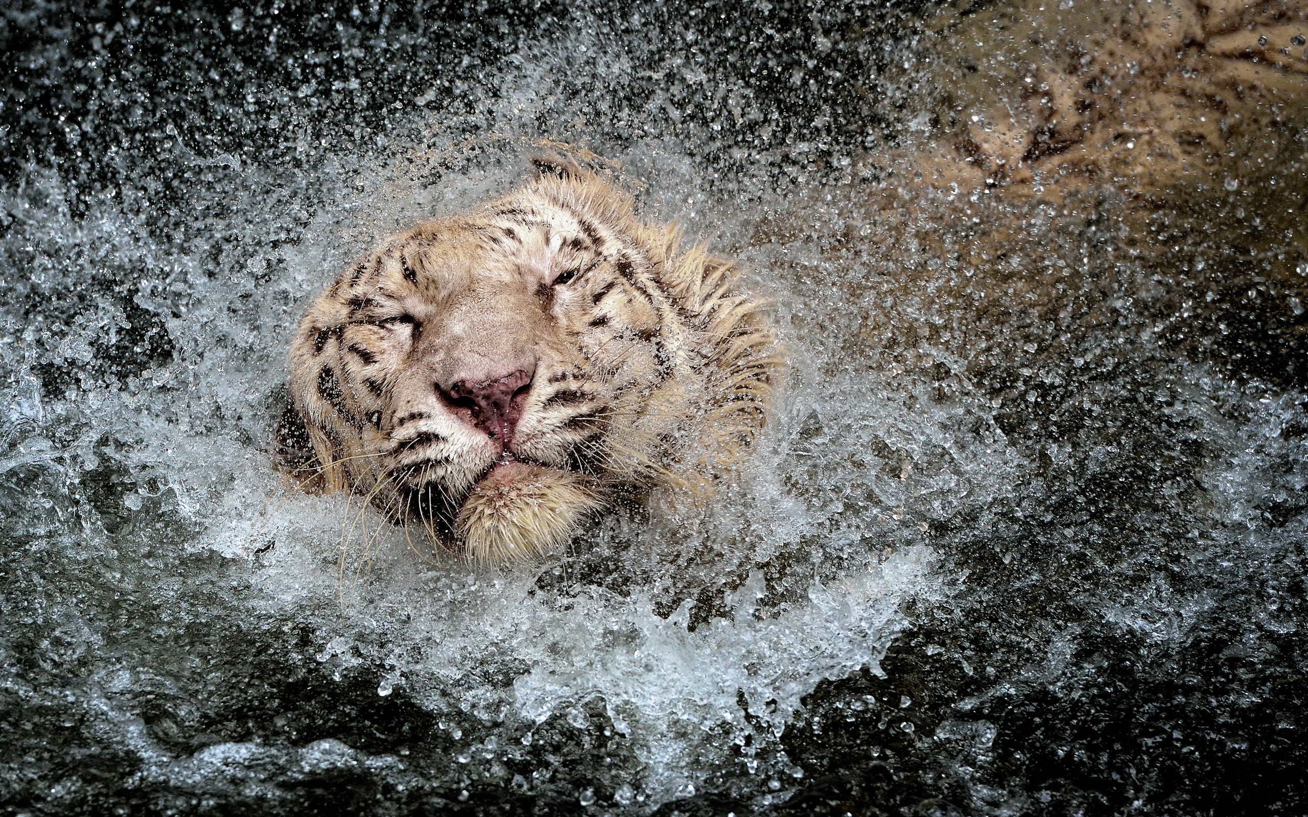 White tiger shaking water off its head HD Wallpaper