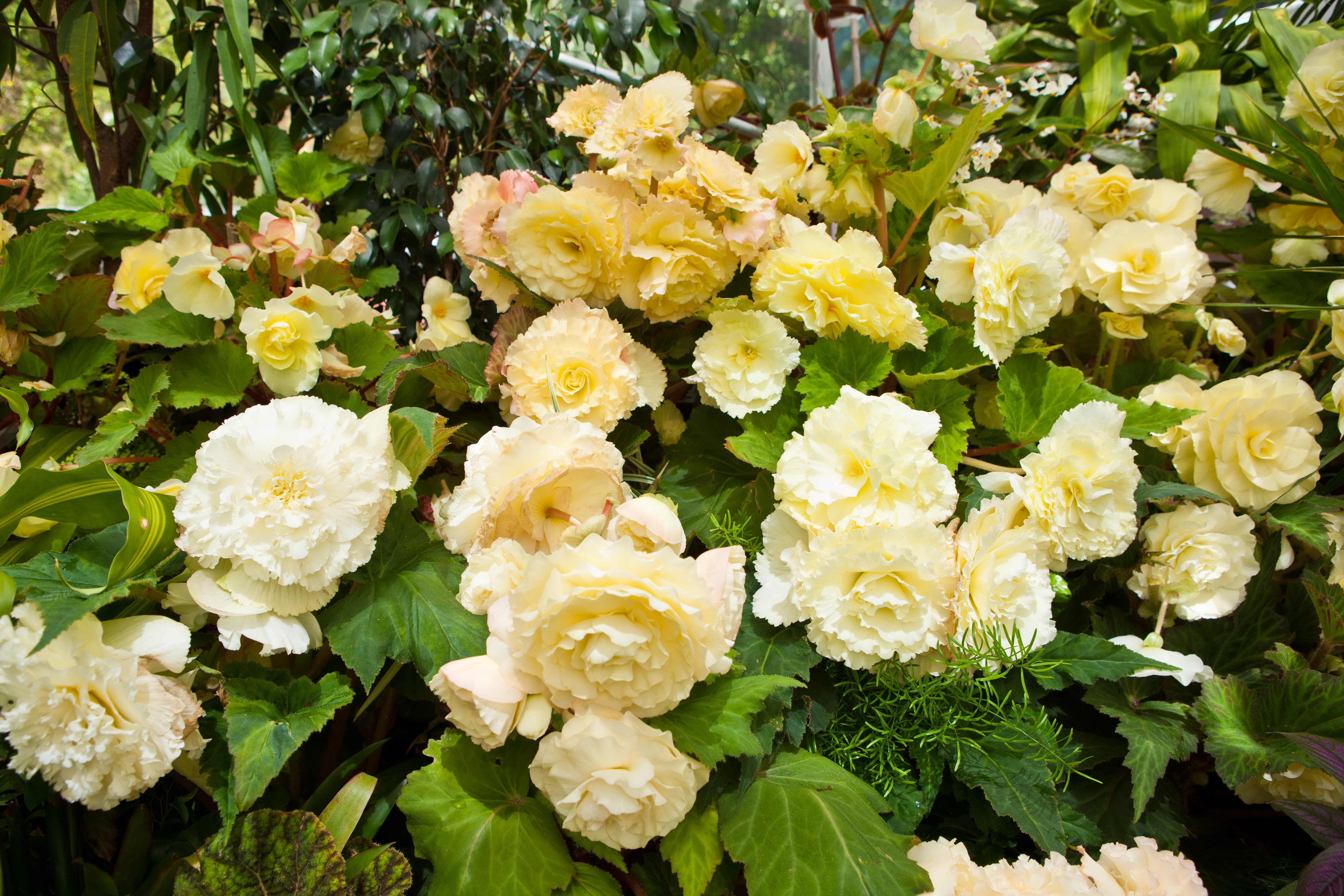 Yellow and white begonias in a garden HD Wallpaper