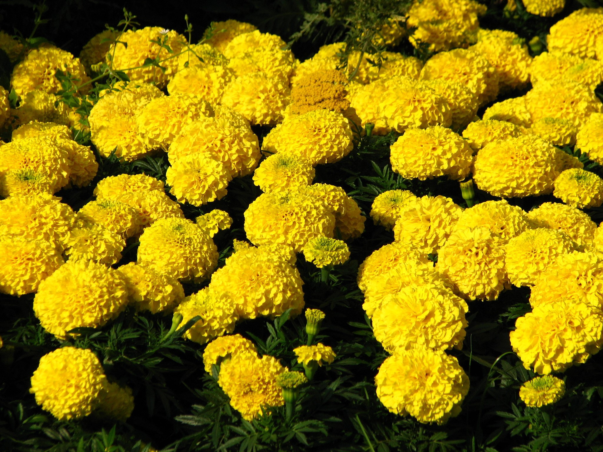 Yellow Marigolds in Sunlight HD Wallpaper