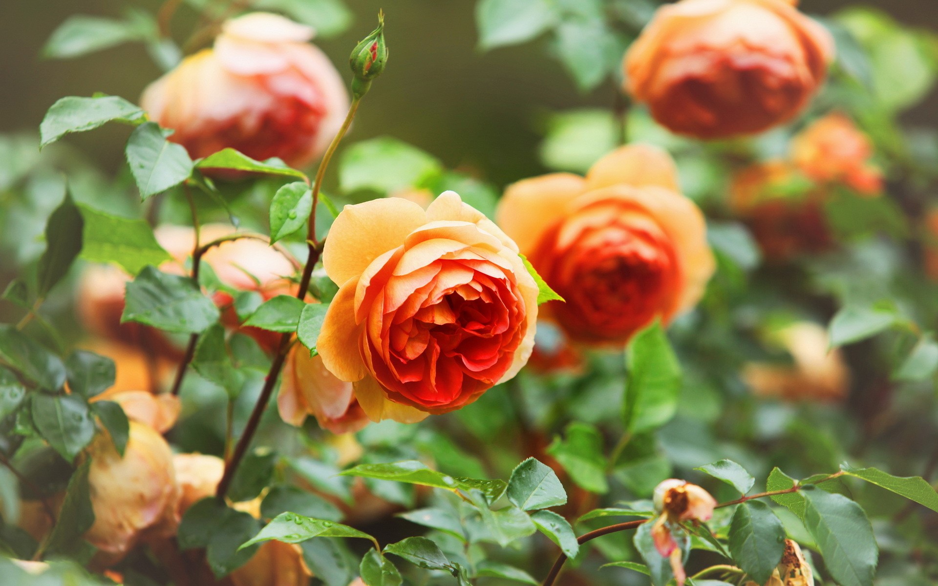 Orange roses with green leaves HD Wallpaper
