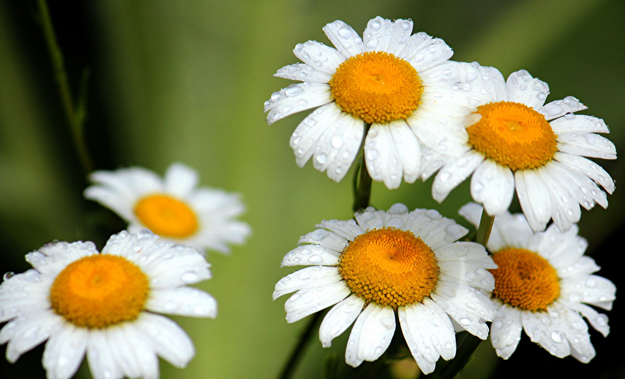 Close-up of daisies with water droplets HD Wallpaper