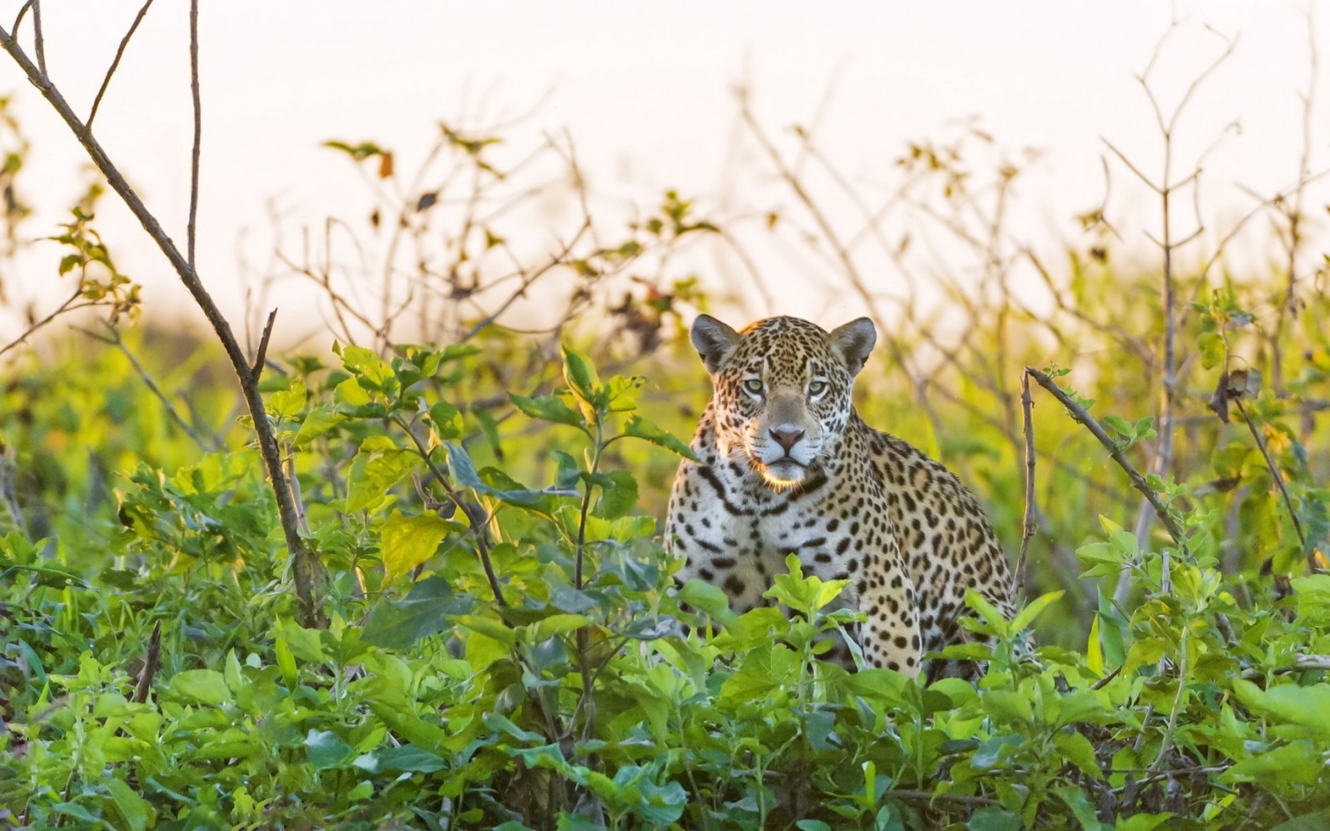 Jaguar sitting in tall green grass HD Wallpaper