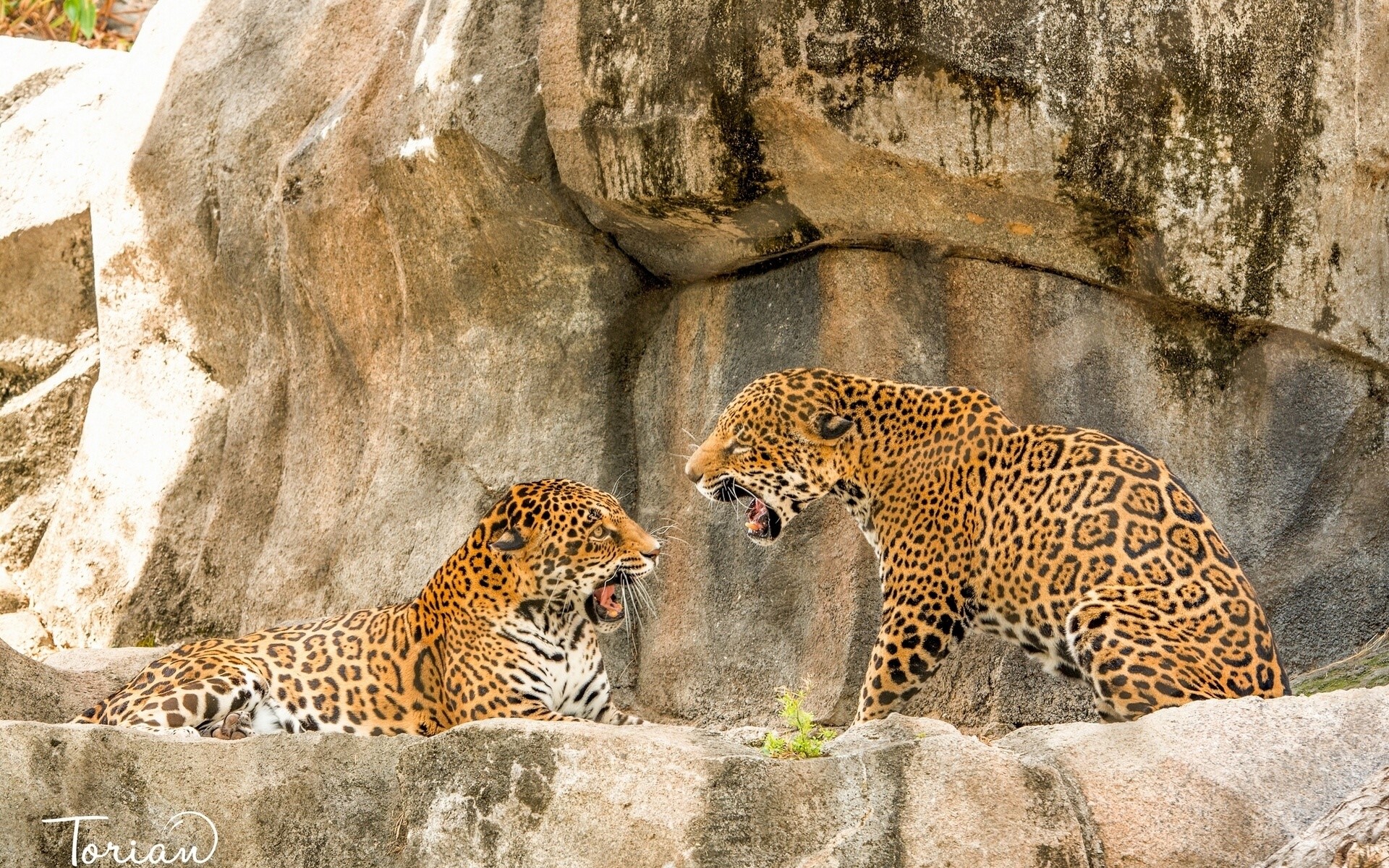Two jaguars interacting on rocks HD Wallpaper