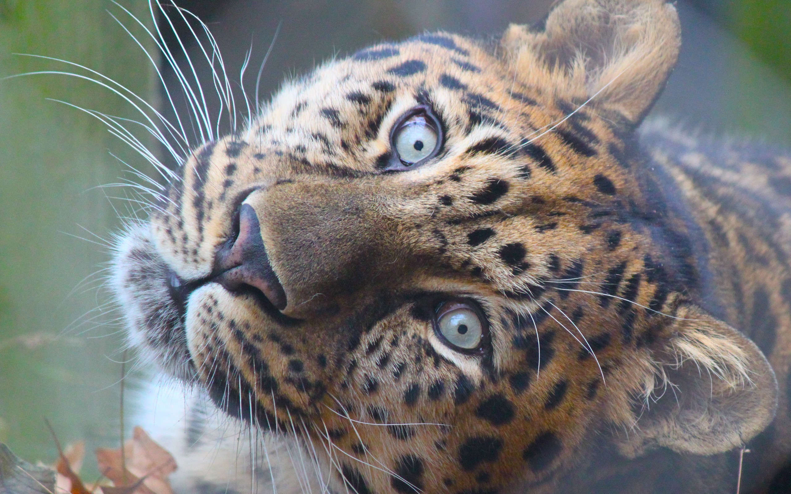 Close-up of a leopard's face with striking blue eyes HD Wallpaper
