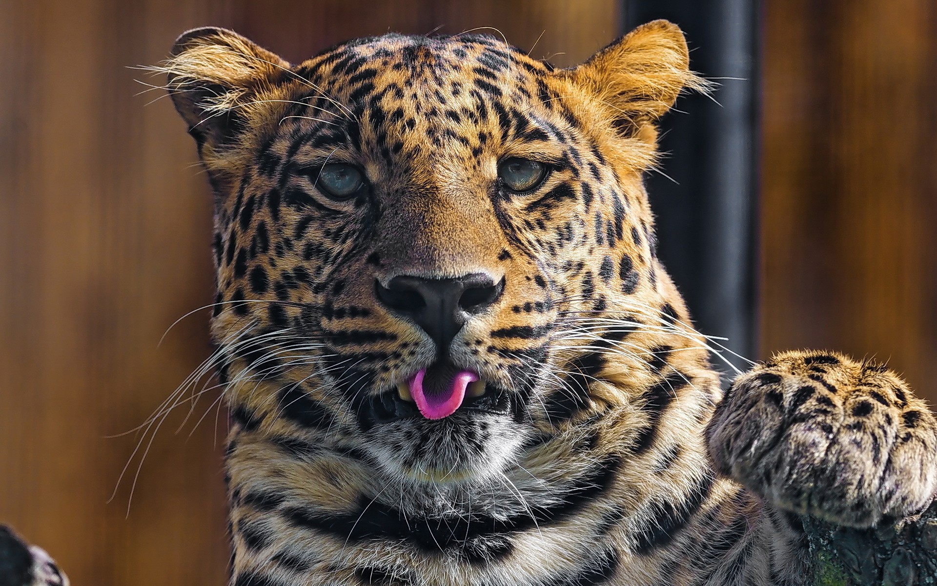 Leopard sticking its pink tongue out HD Wallpaper