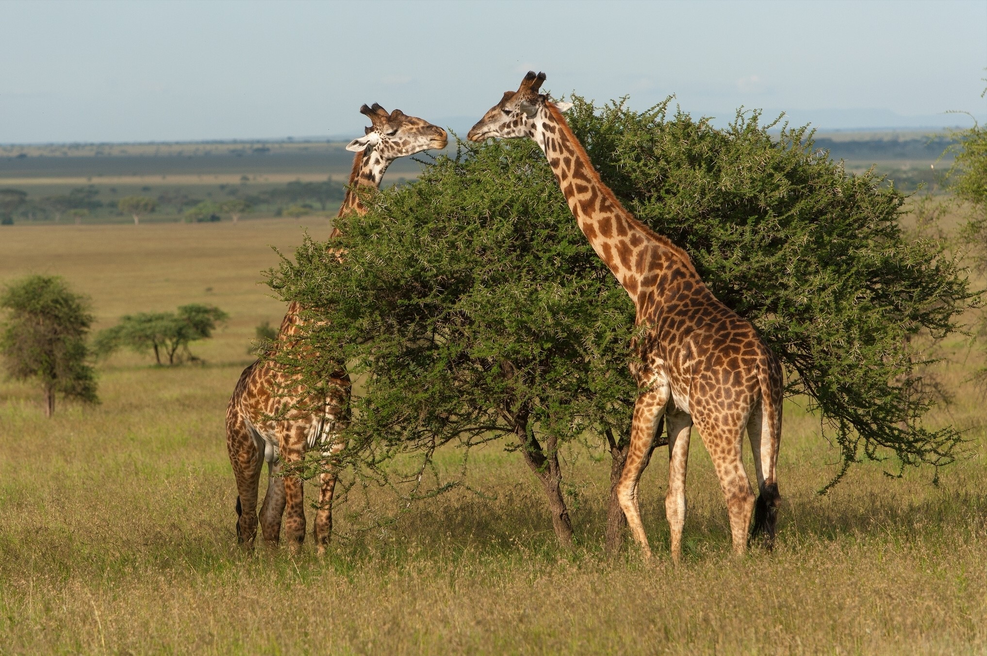 Two giraffes eating from a tree in a savanna HD Wallpaper