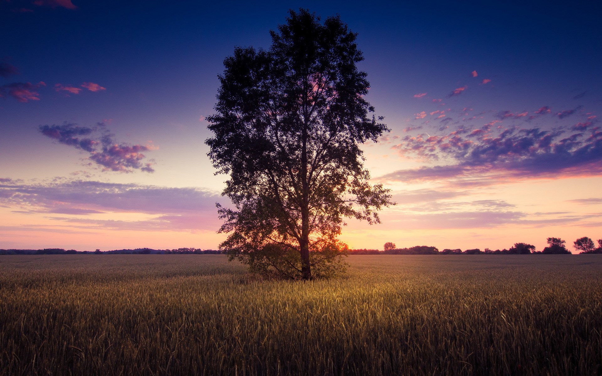Lone tree in a field at sunset HD Wallpaper