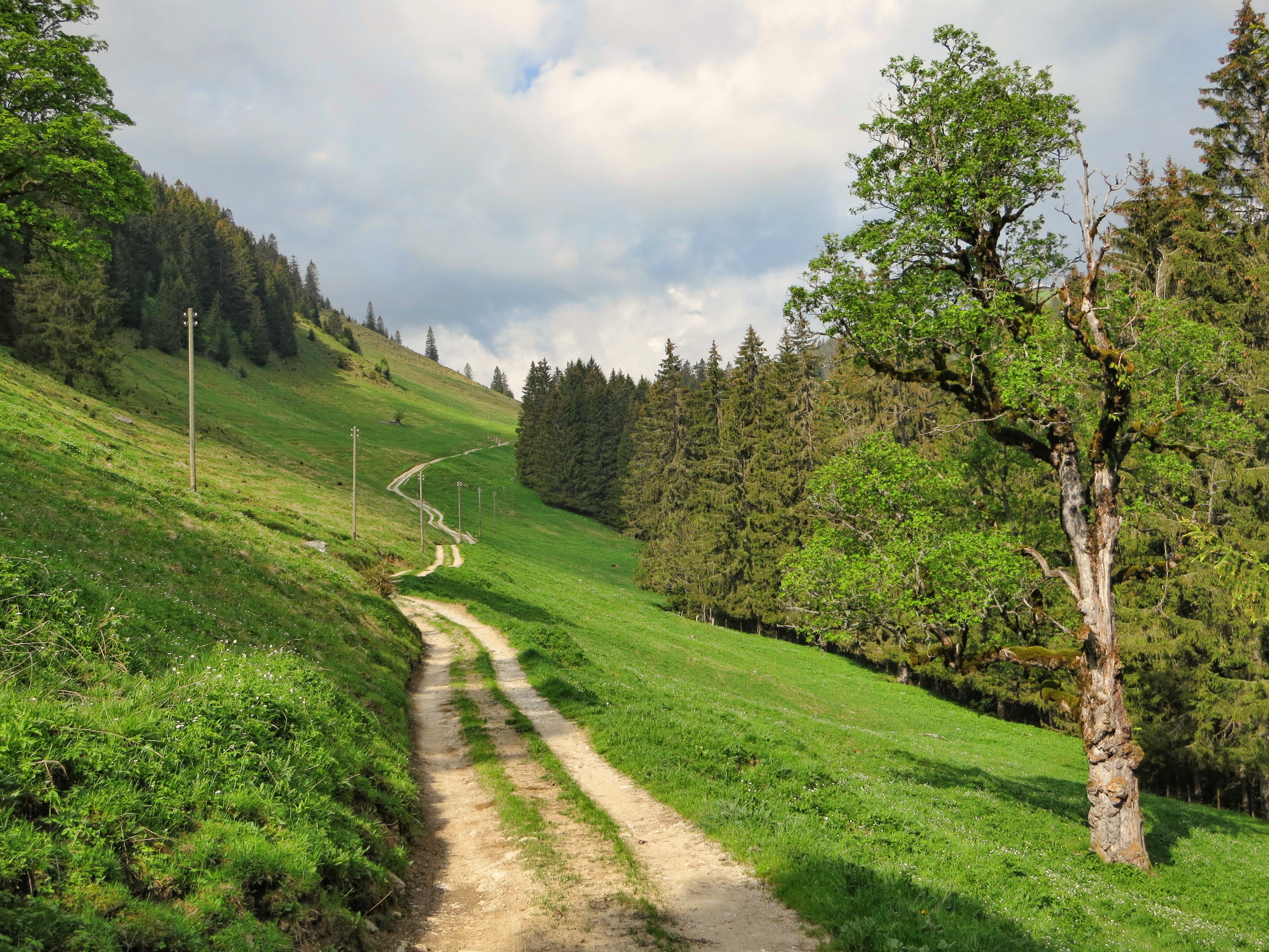Dirt road winding through a green mountain landscape in Fribourg, Switzerland HD Wallpaper