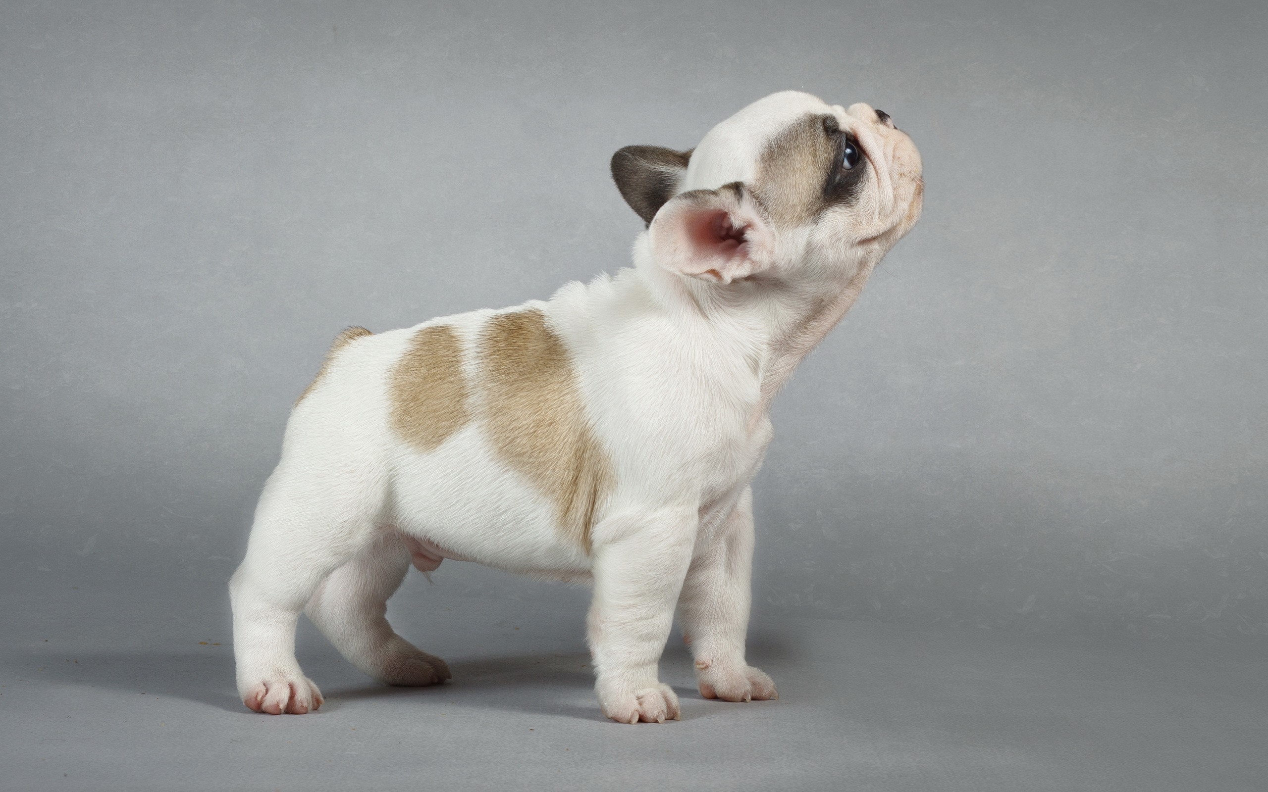 French Bulldog Puppy Standing on a Gray Background HD Wallpaper