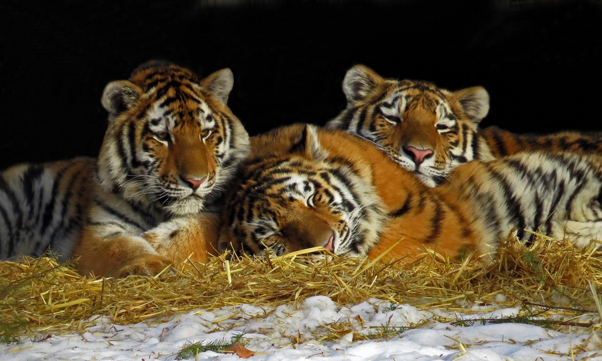 Three tigers resting on hay and snow HD Wallpaper