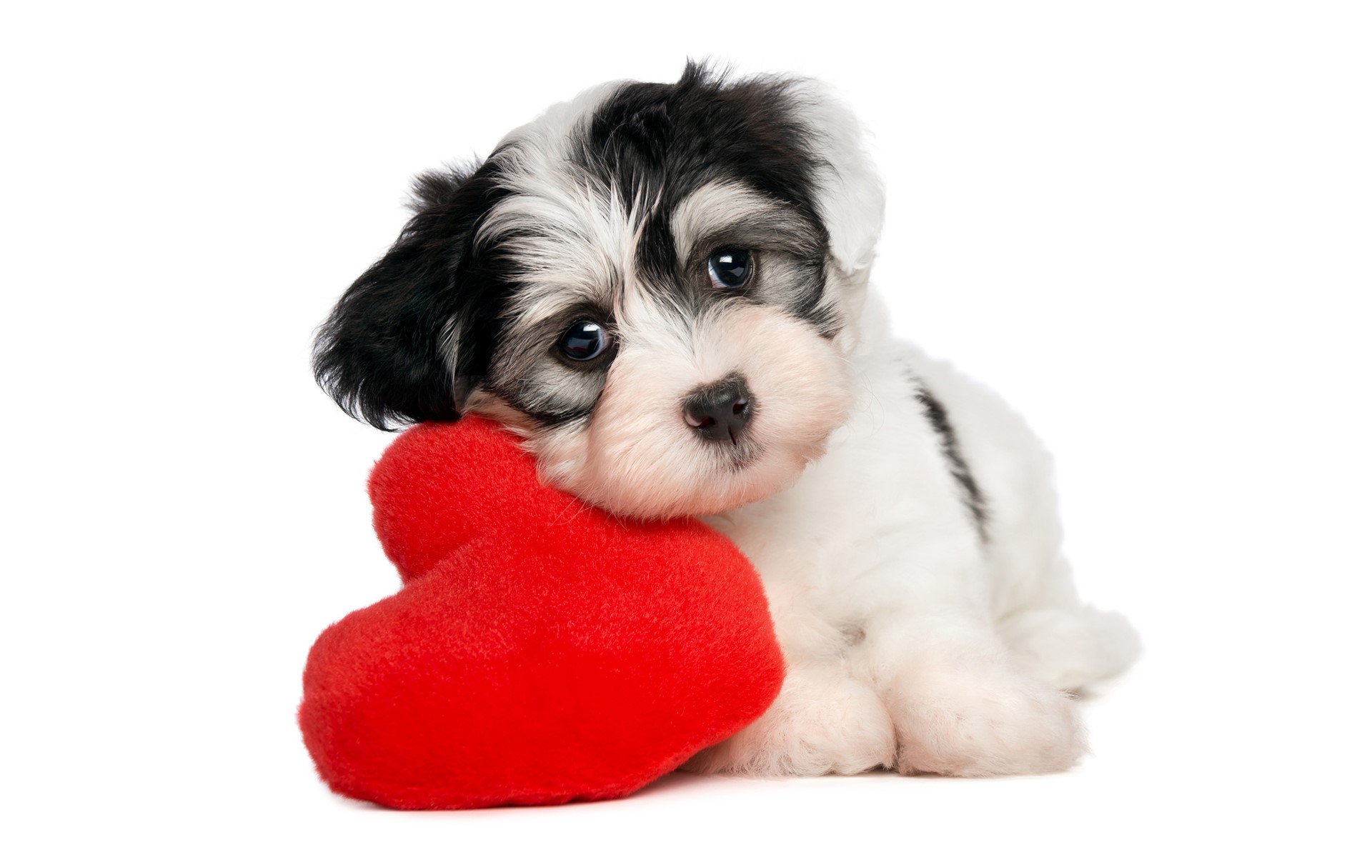 Black and white puppy holding a red heart HD Wallpaper