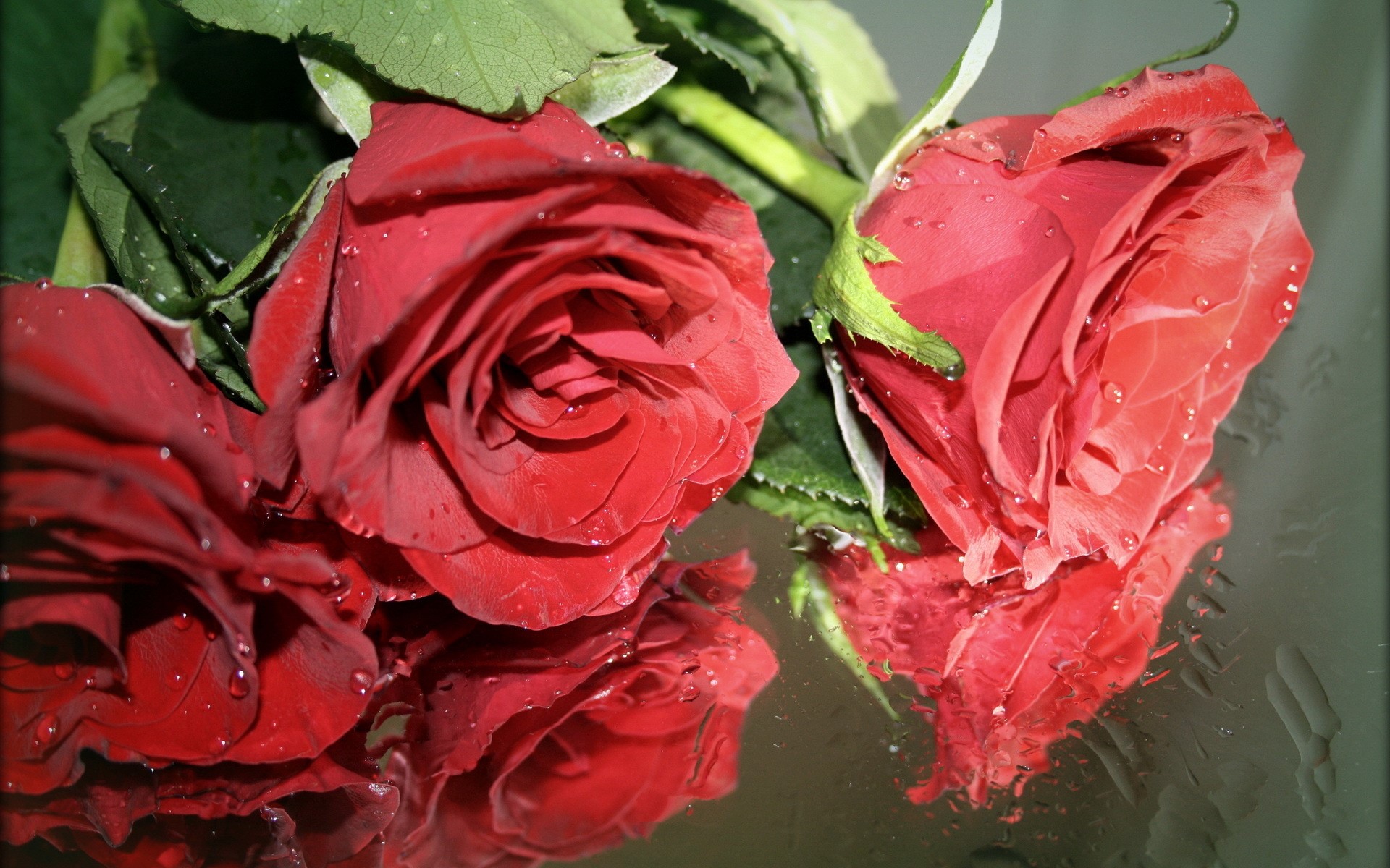 Two red roses with water droplets HD Wallpaper