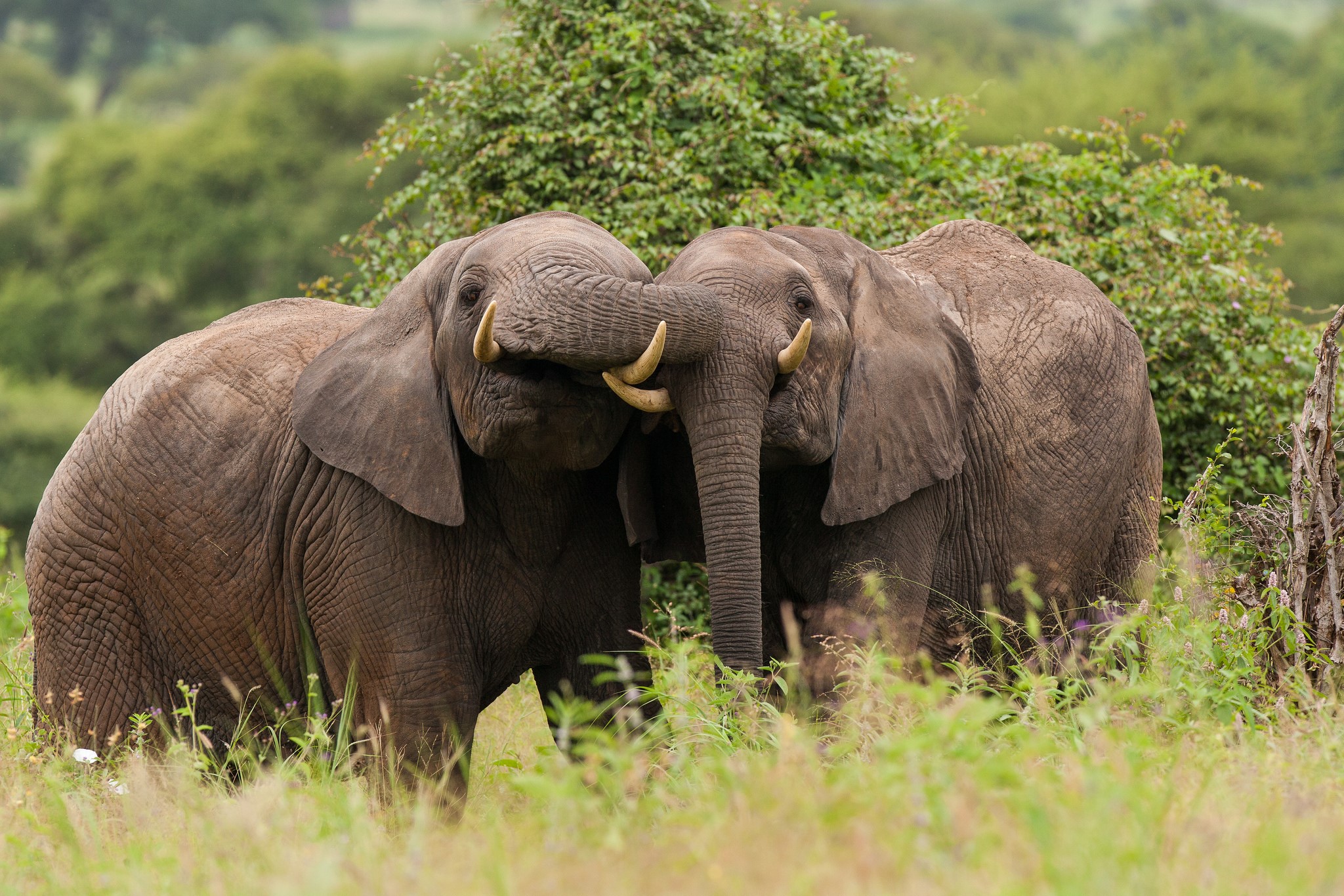 Two elephants touching trunks in a grassy field HD Wallpaper
