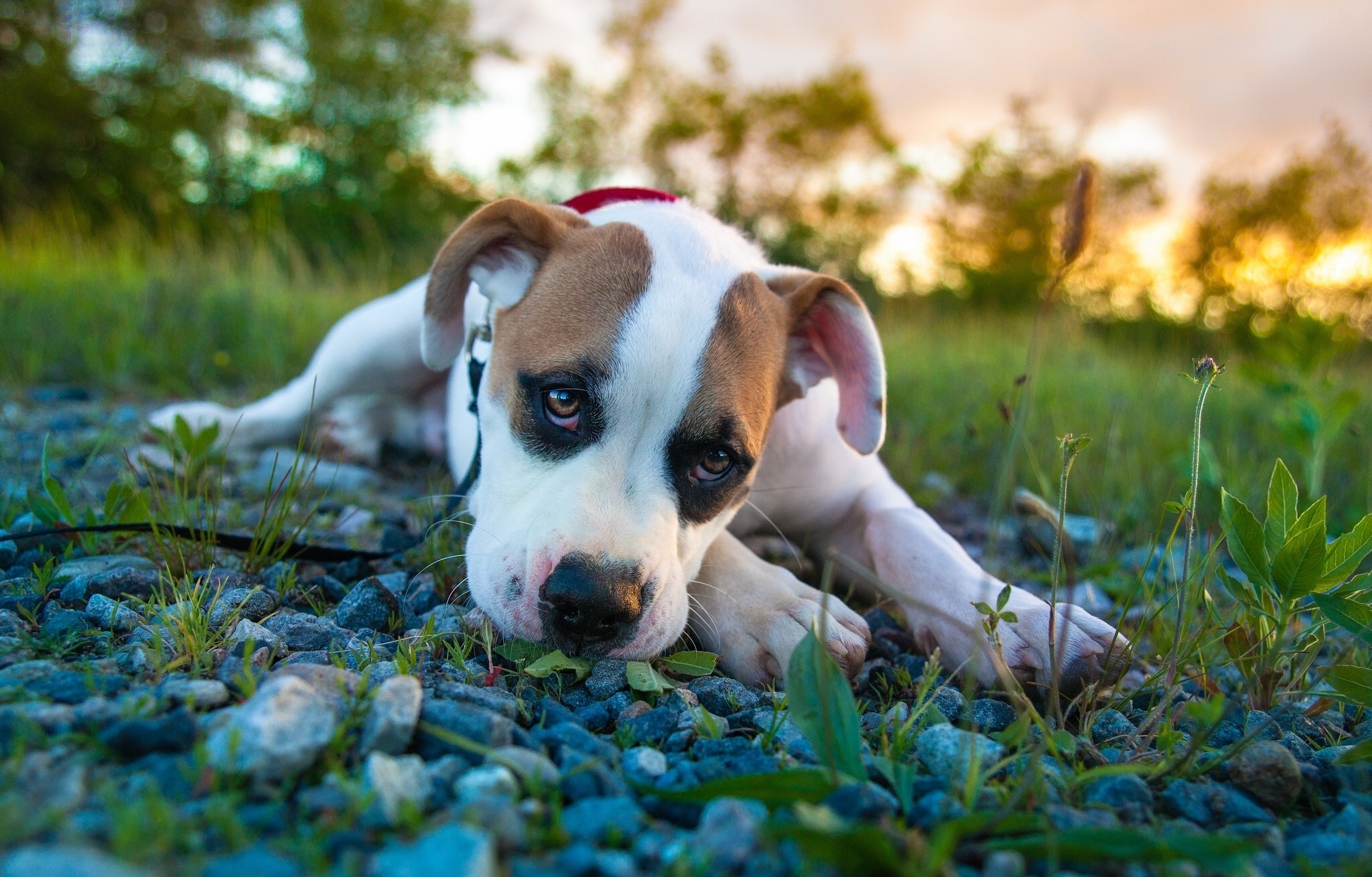 Puppy lying on stones with sunset background HD Wallpaper