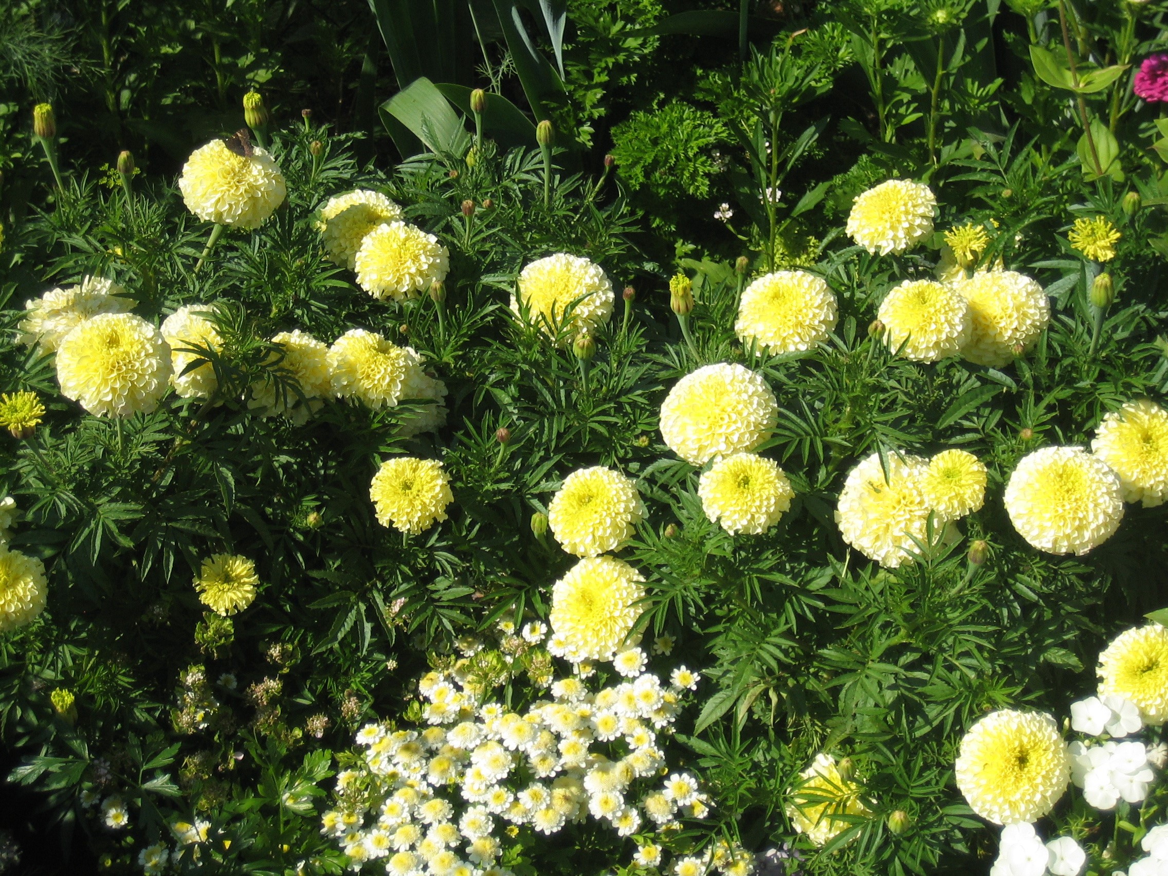 Yellow Marigolds and White Flowers in a Garden HD Wallpaper