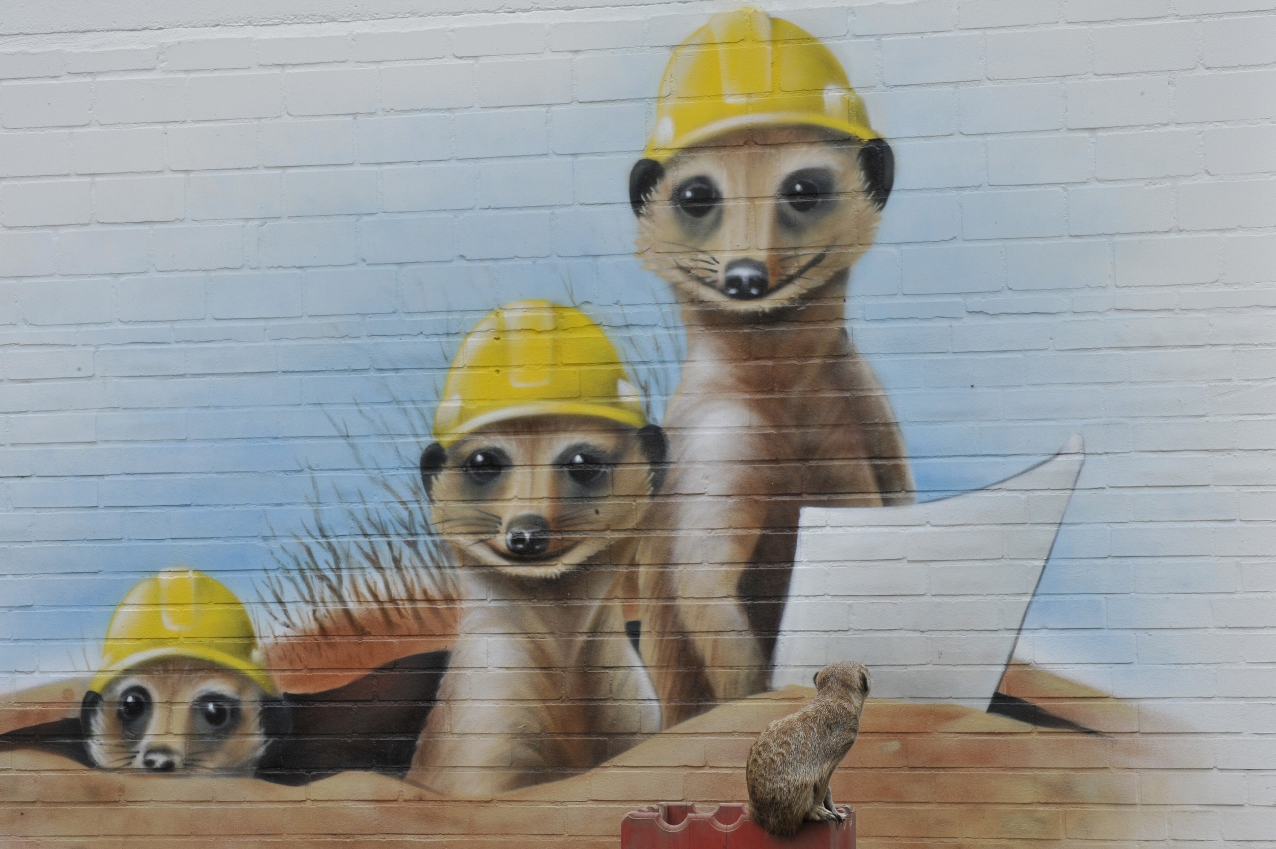 Mural of meerkats wearing hard hats on a brick wall HD Wallpaper