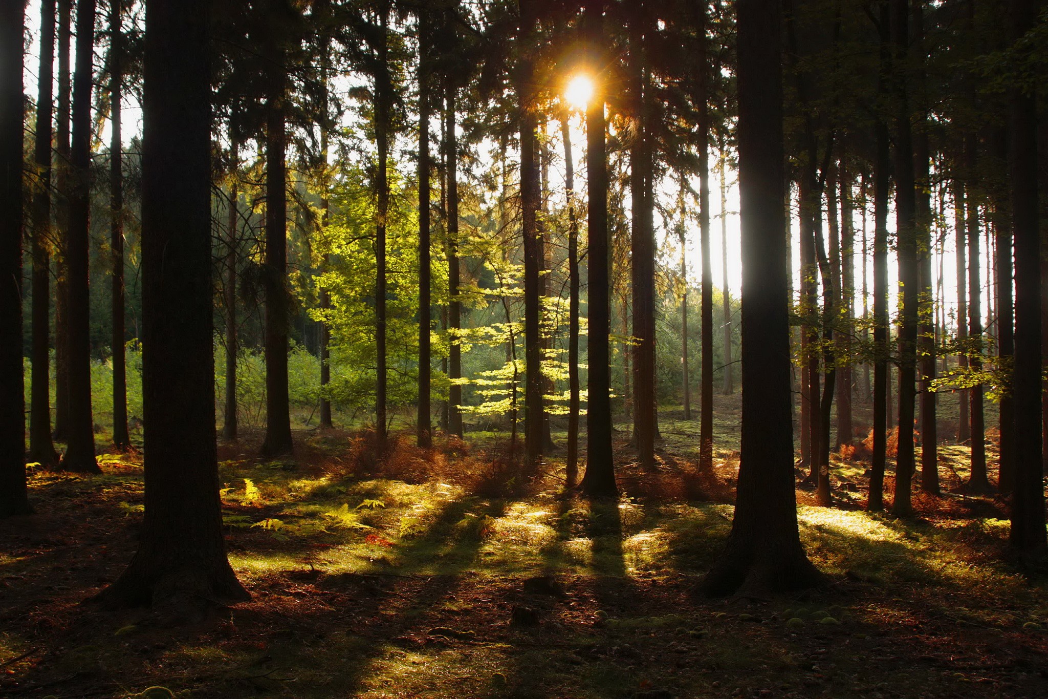 Sunlight filtering through trees in a forest HD Wallpaper