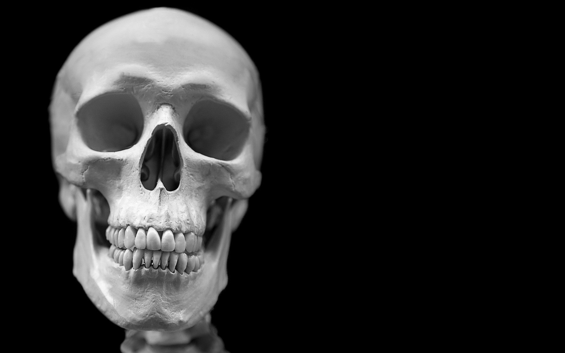 Close-up of a white human skull on a black background HD Wallpaper