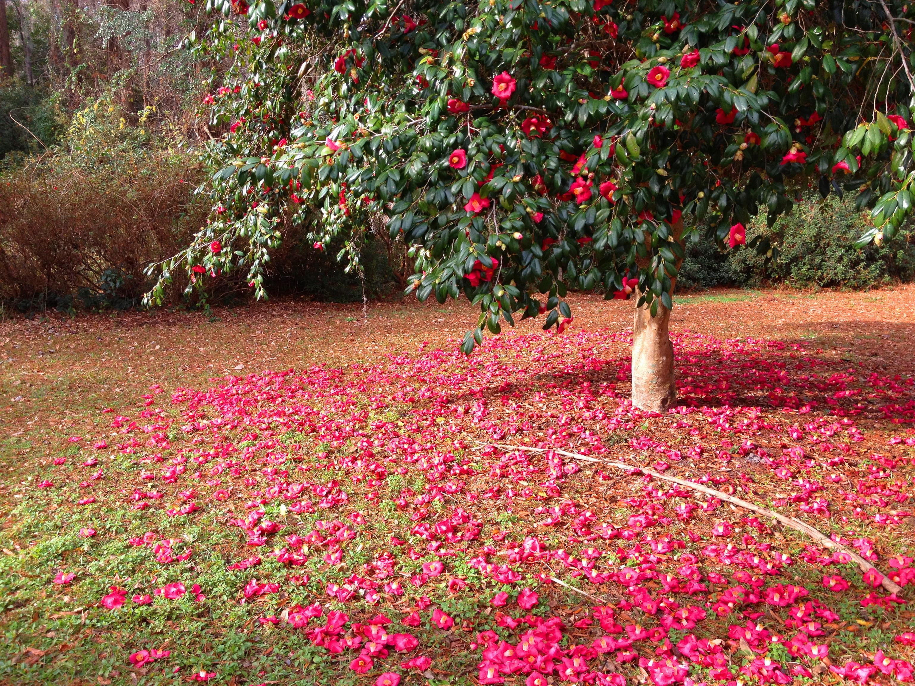 Camellia tree with red flowers and fallen petals HD Wallpaper