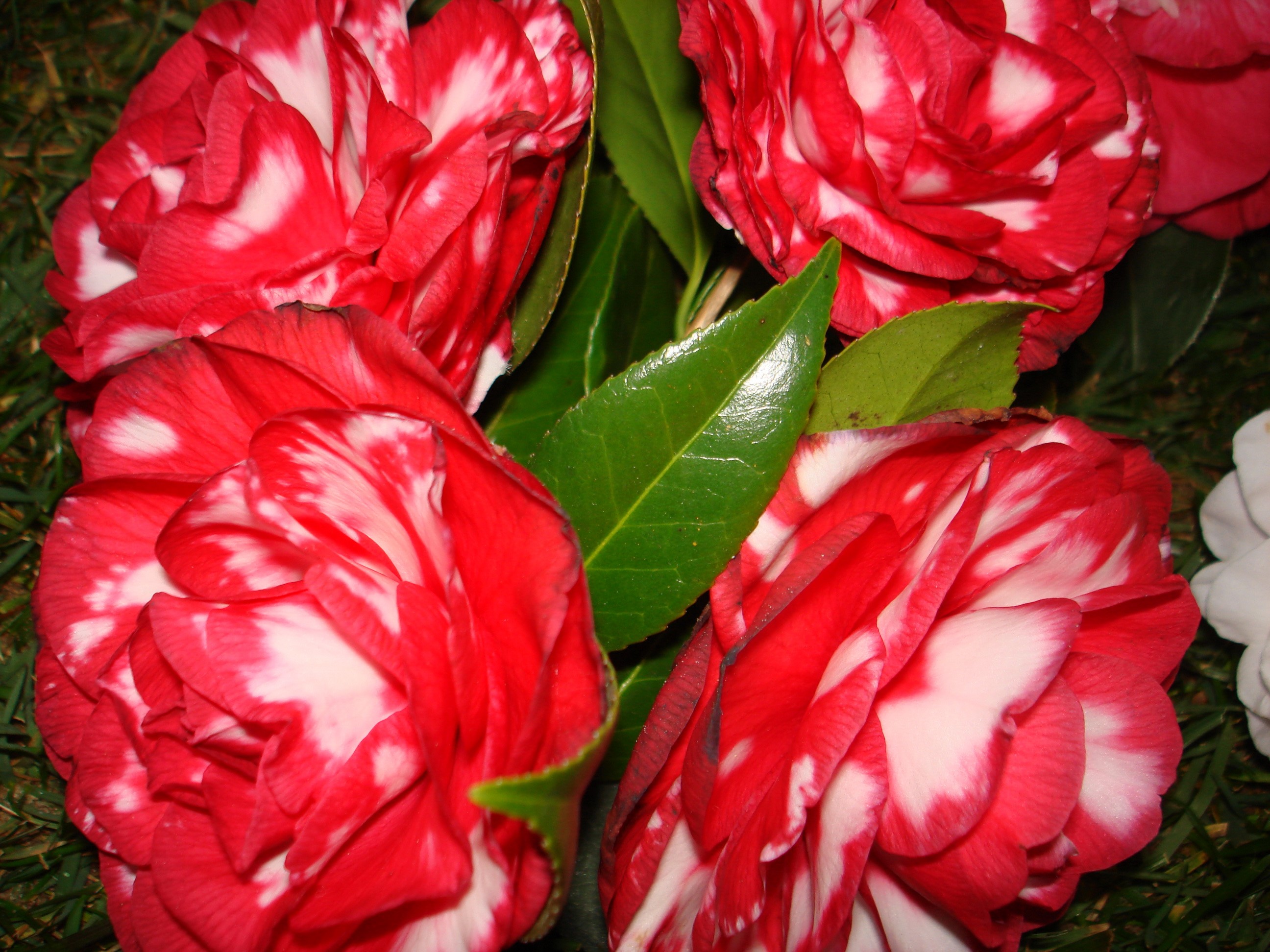 Red and white camellia flowers with green leaves HD Wallpaper