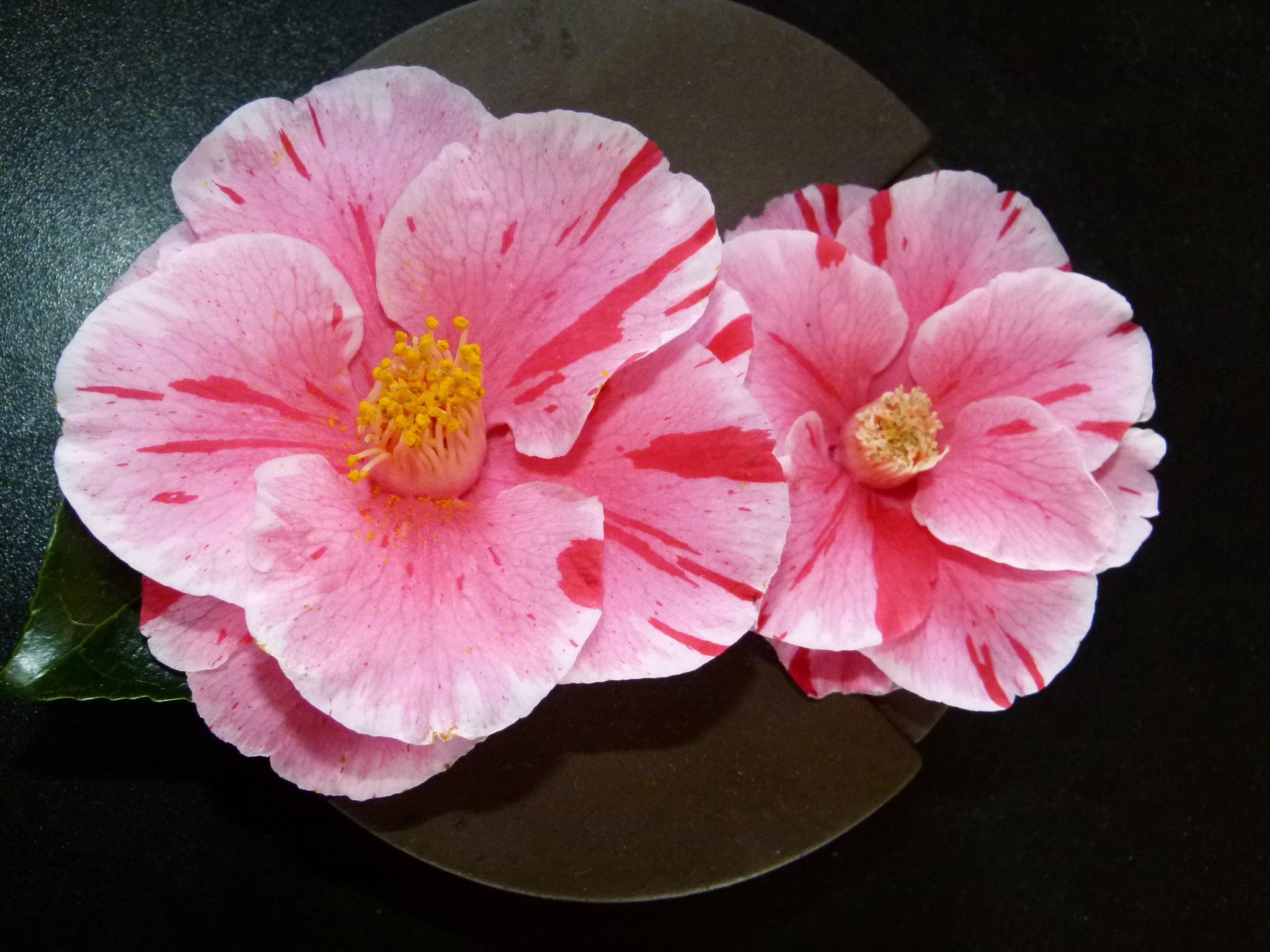 Two pink and white camellia flowers with red stripes HD Wallpaper