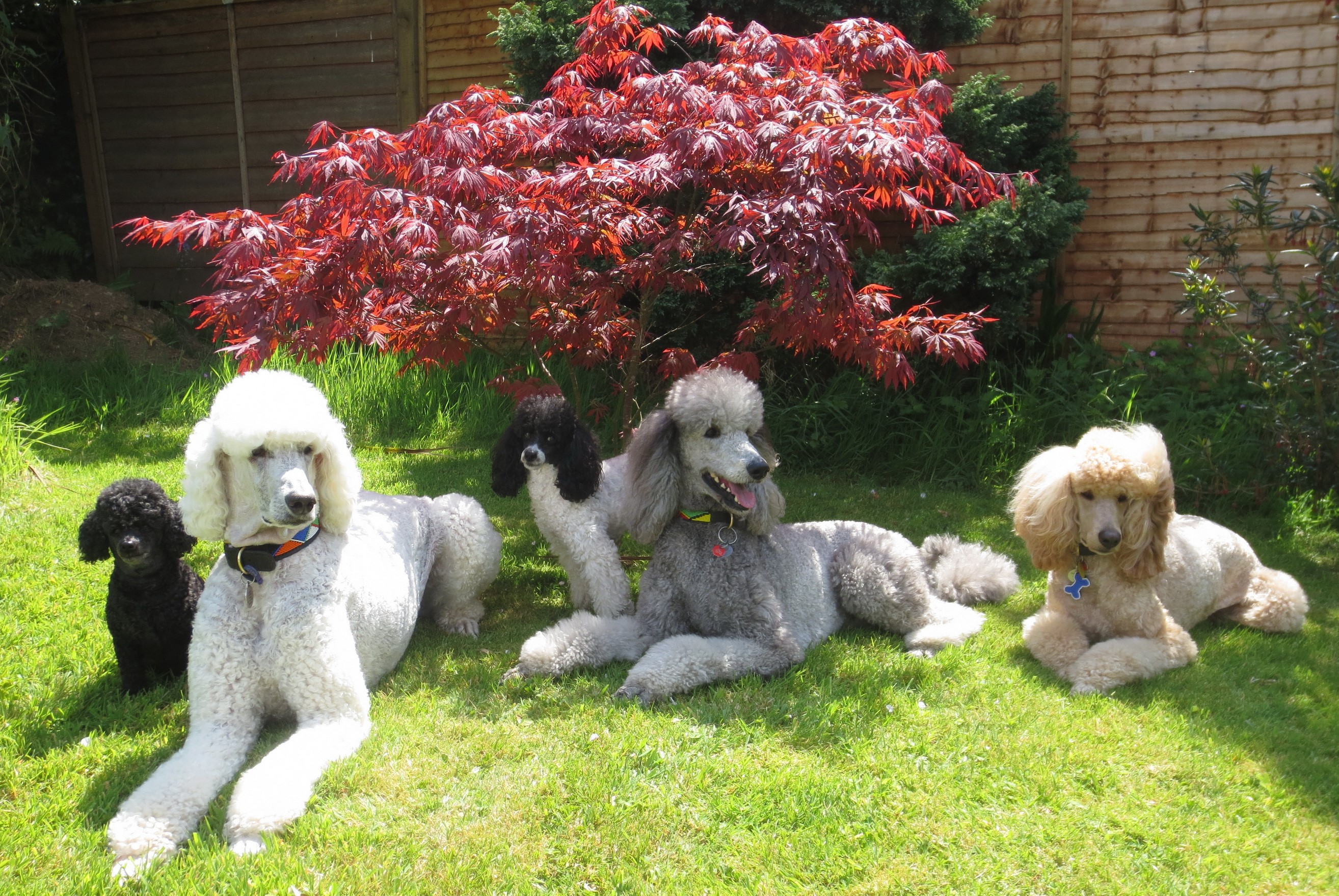 Five Poodles of Various Colors Lying on Grass HD Wallpaper