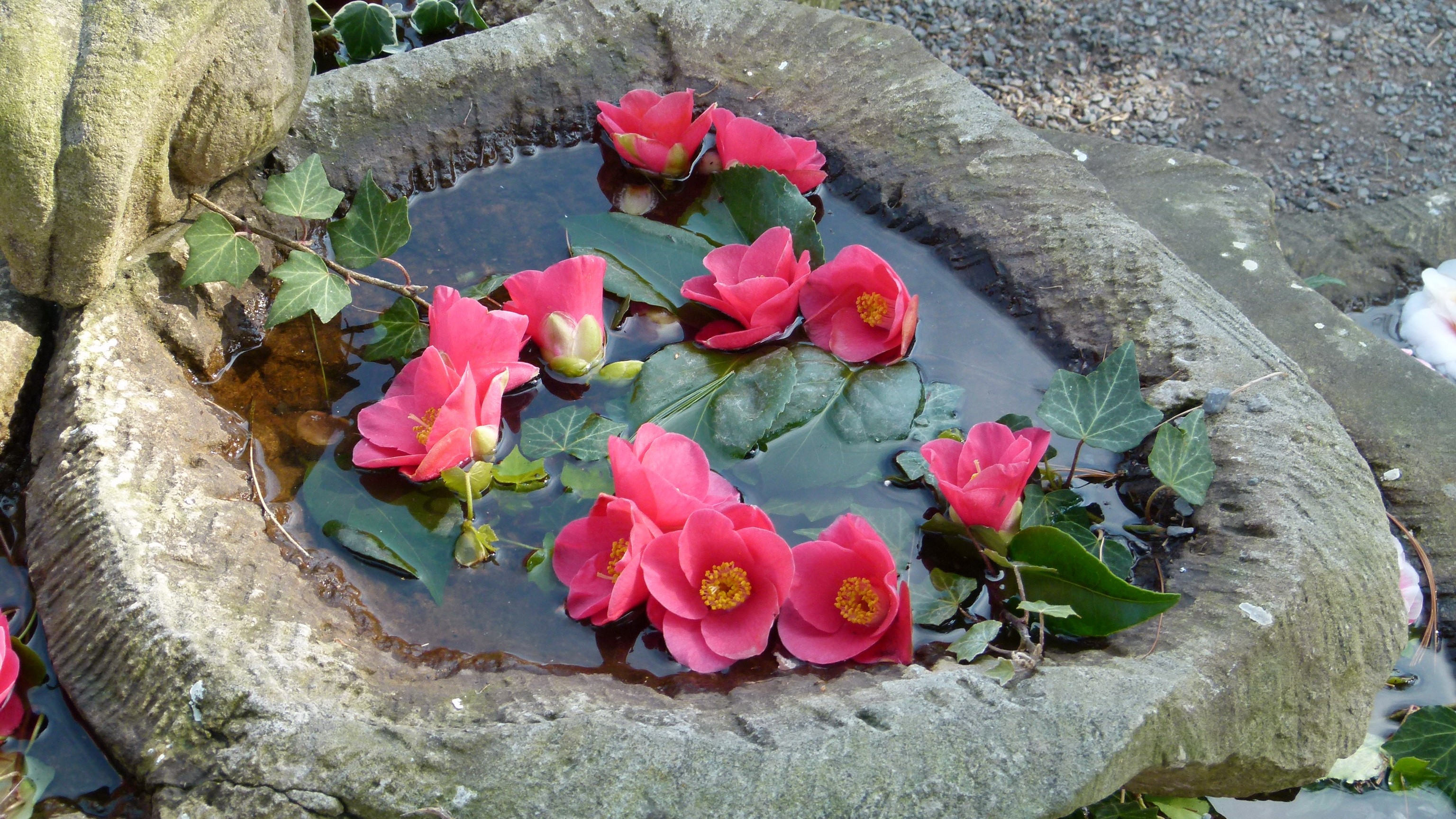 Pink Camellia flowers floating in a stone birdbath HD Wallpaper