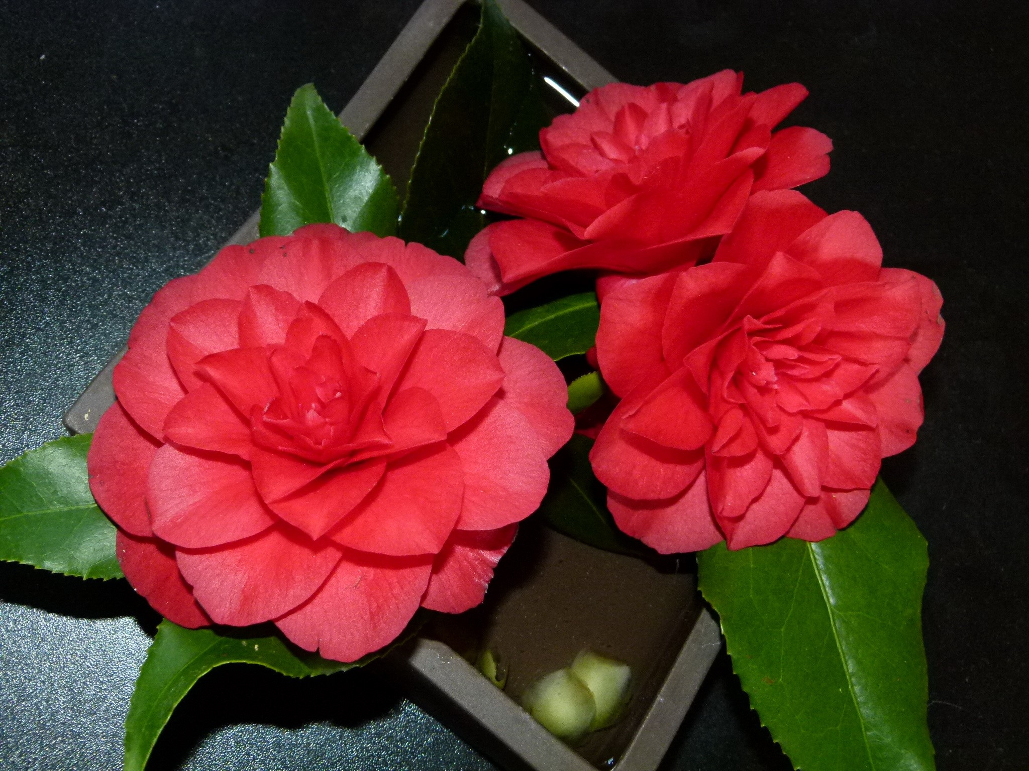 Three red camellia flowers in a square vase HD Wallpaper