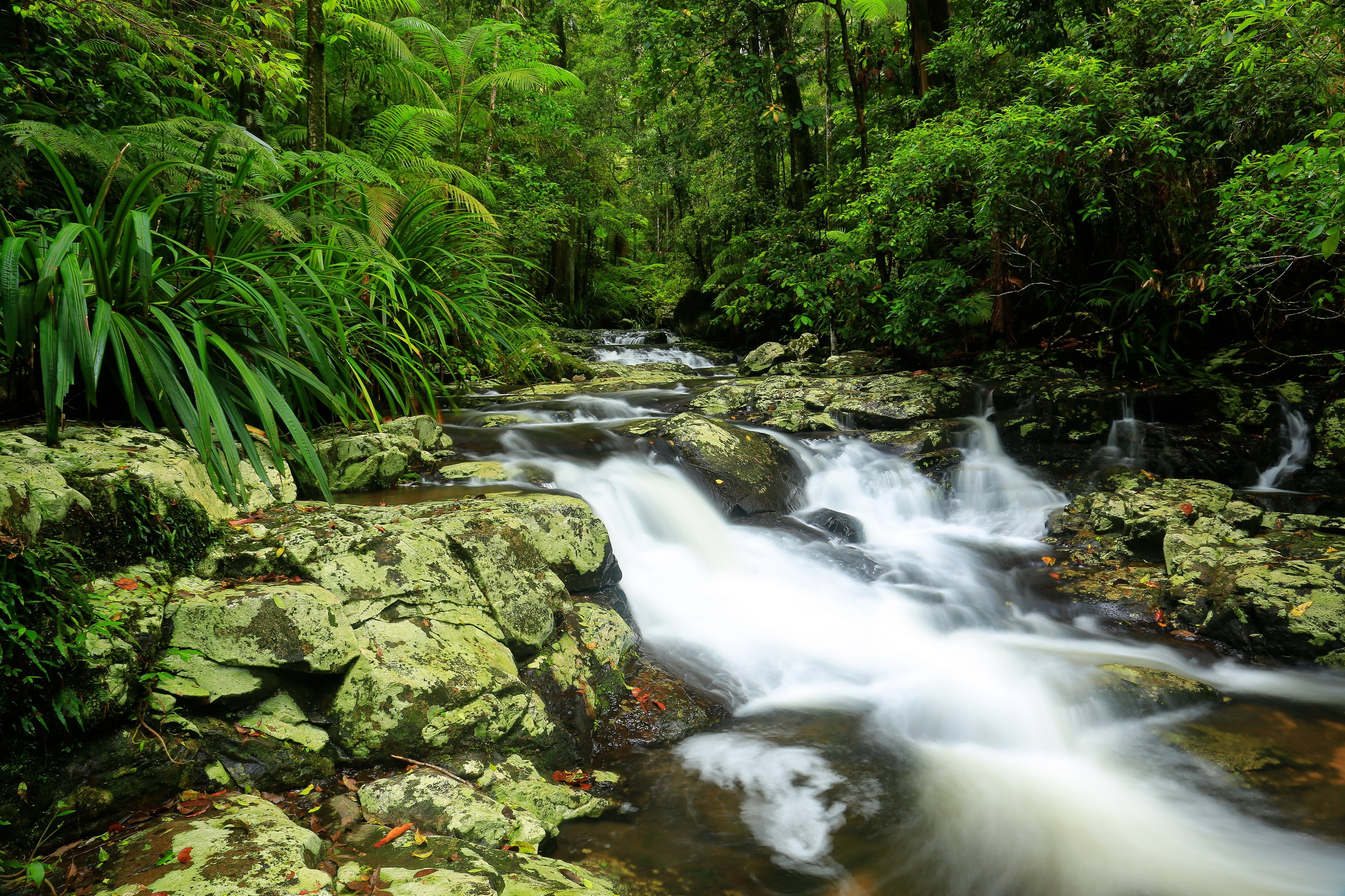 Waterfall in Nightcap National Park, Australia HD Wallpaper