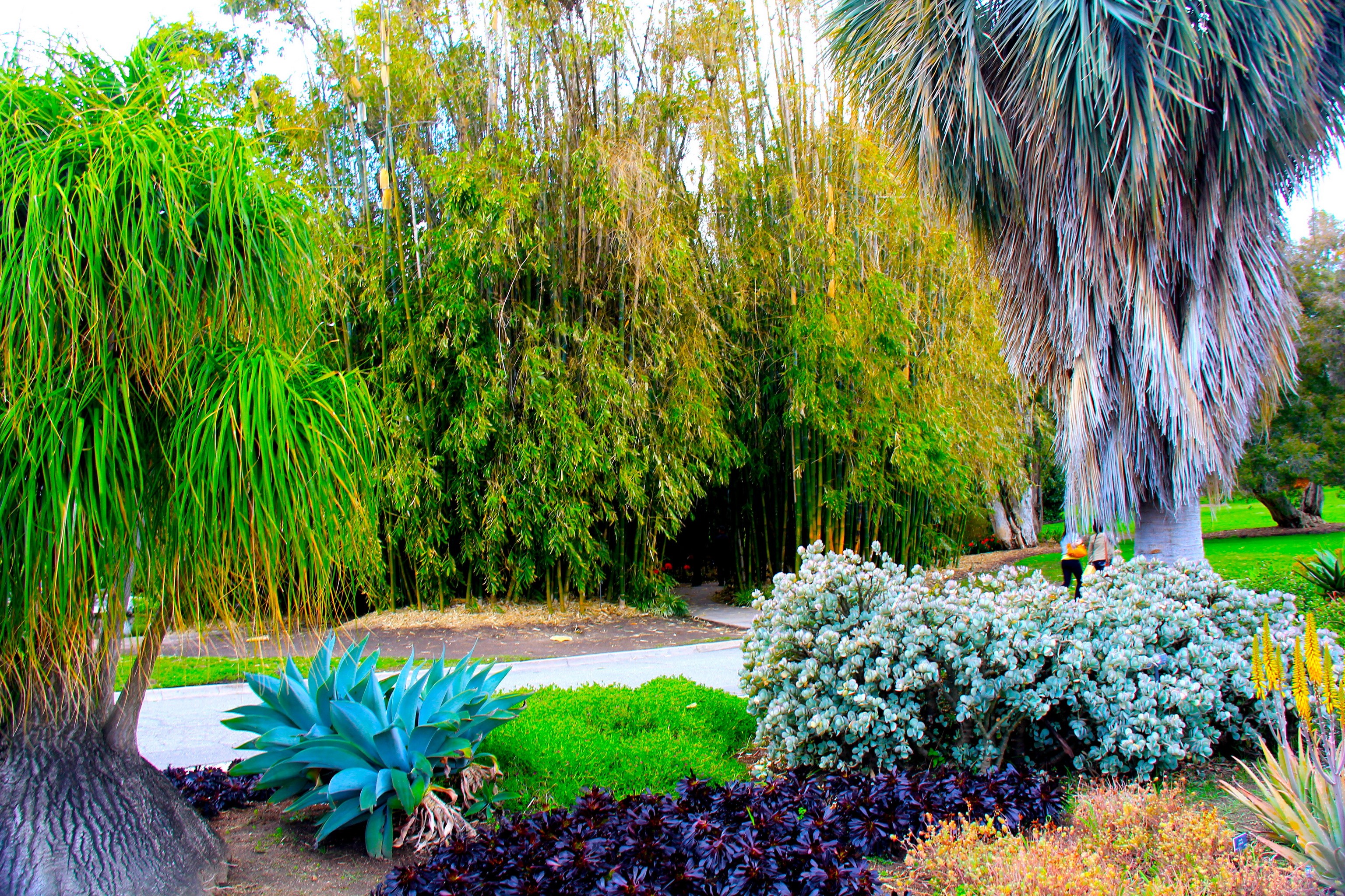 Botanical Gardens in San Marino, California HD Wallpaper
