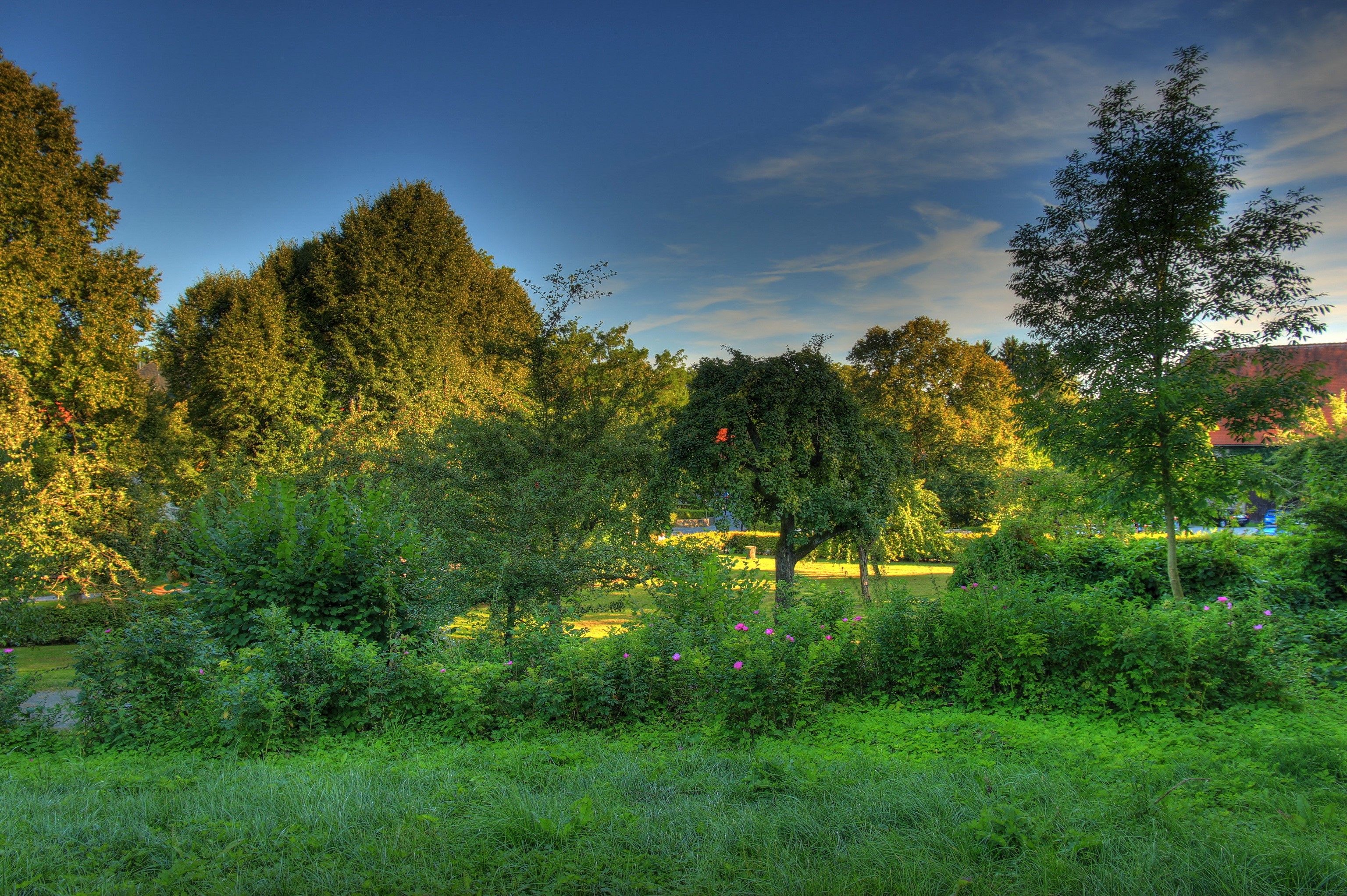 Trees and grass in a park in Hessen, Germany HD Wallpaper