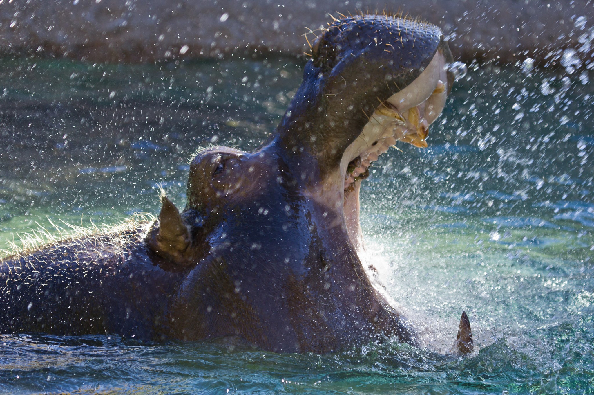 Hippopotamus yawning in water with splashes HD Wallpaper