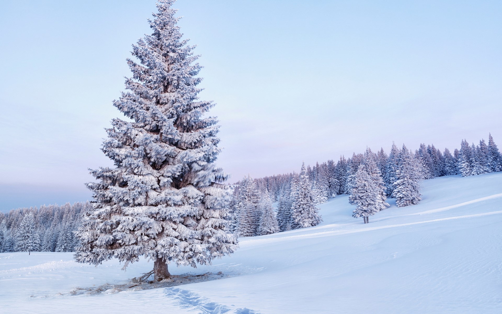 Snow-covered fir trees in a winter landscape HD Wallpaper