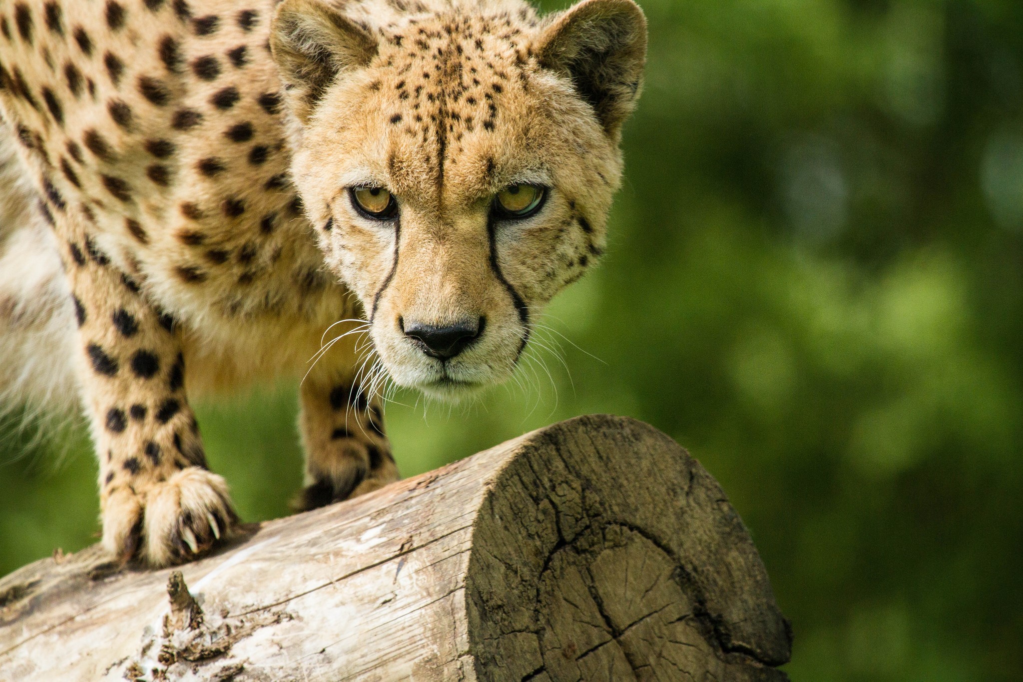 Cheetah on a log looking forward HD Wallpaper