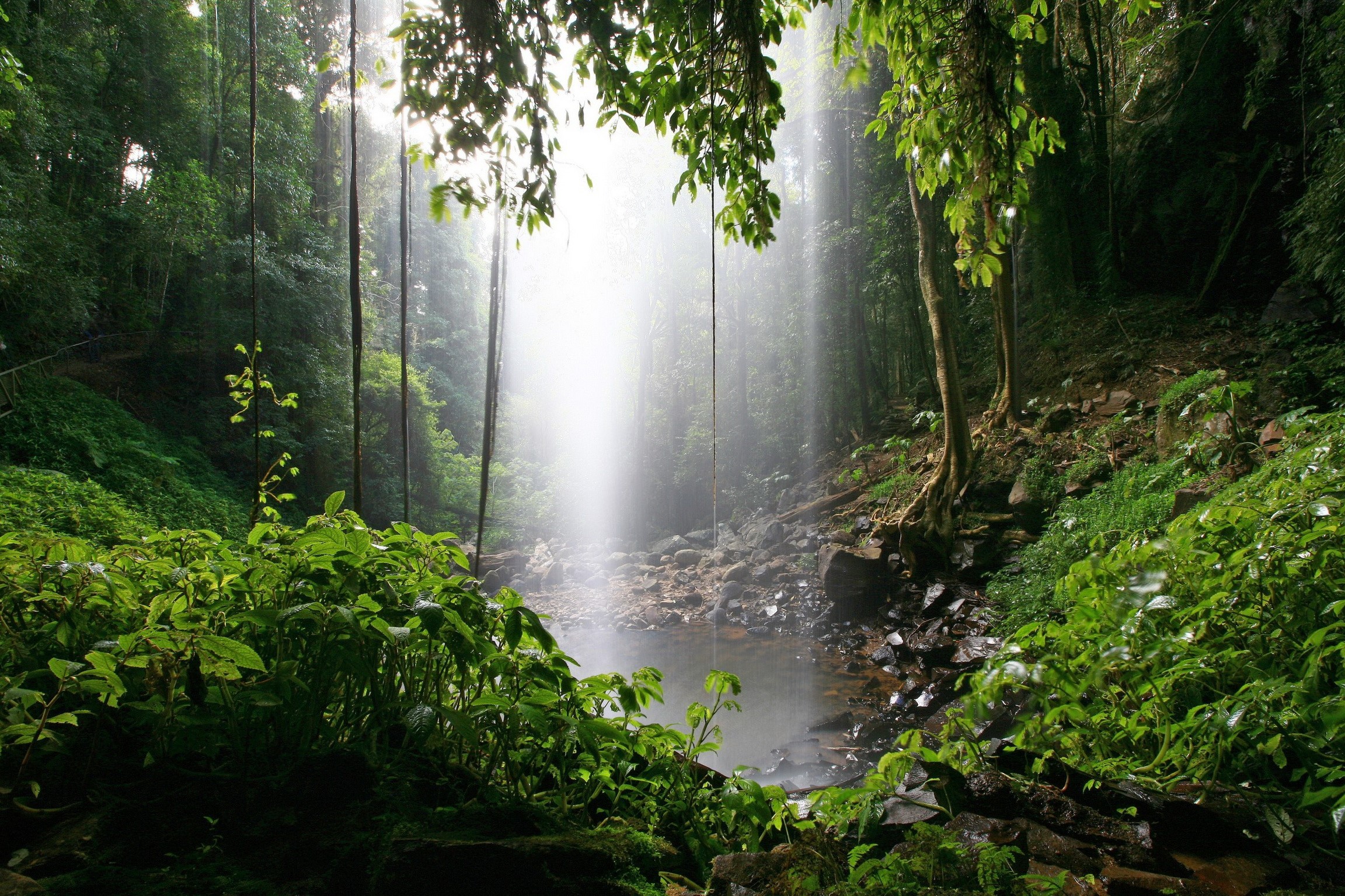 Waterfall in Dorrigo National Park, Australia HD Wallpaper