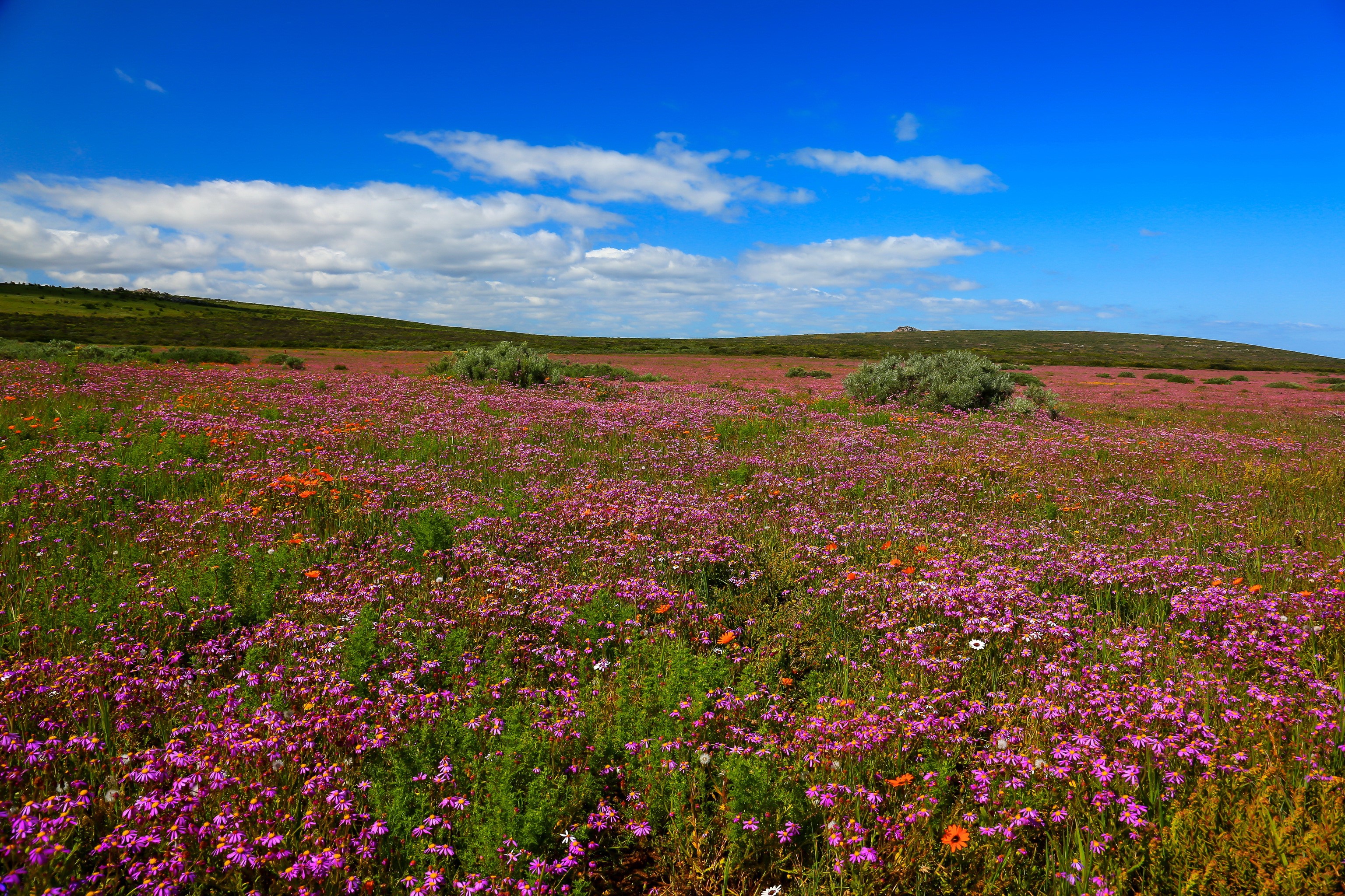 Field of wildflowers in West Coast National Park, South Africa HD Wallpaper