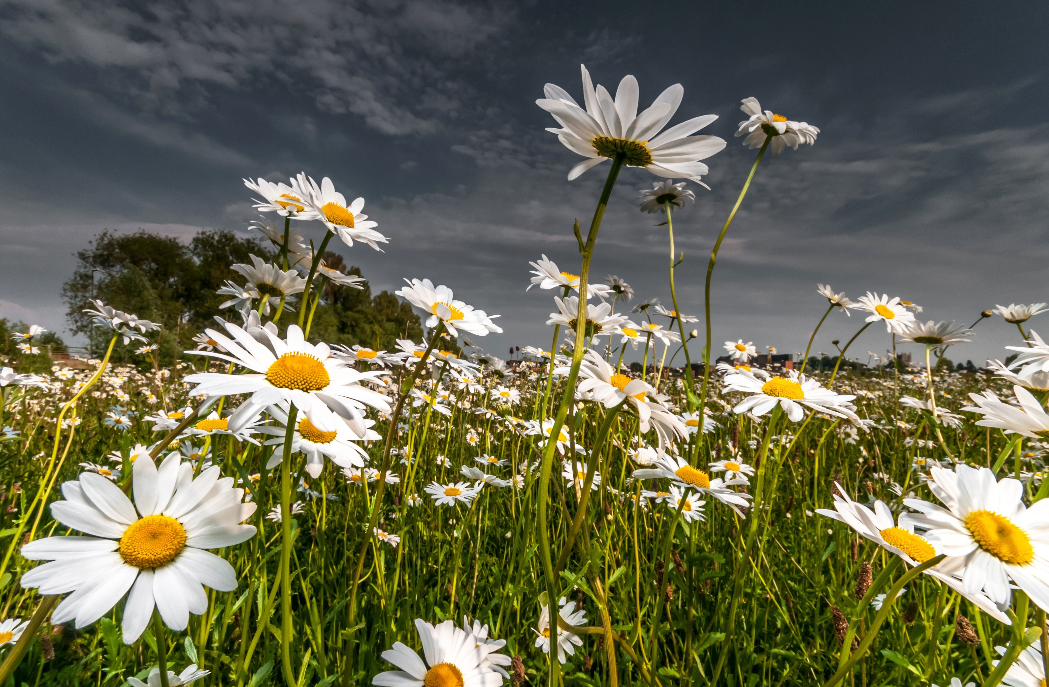 Field of white daisies under a cloudy sky HD Wallpaper