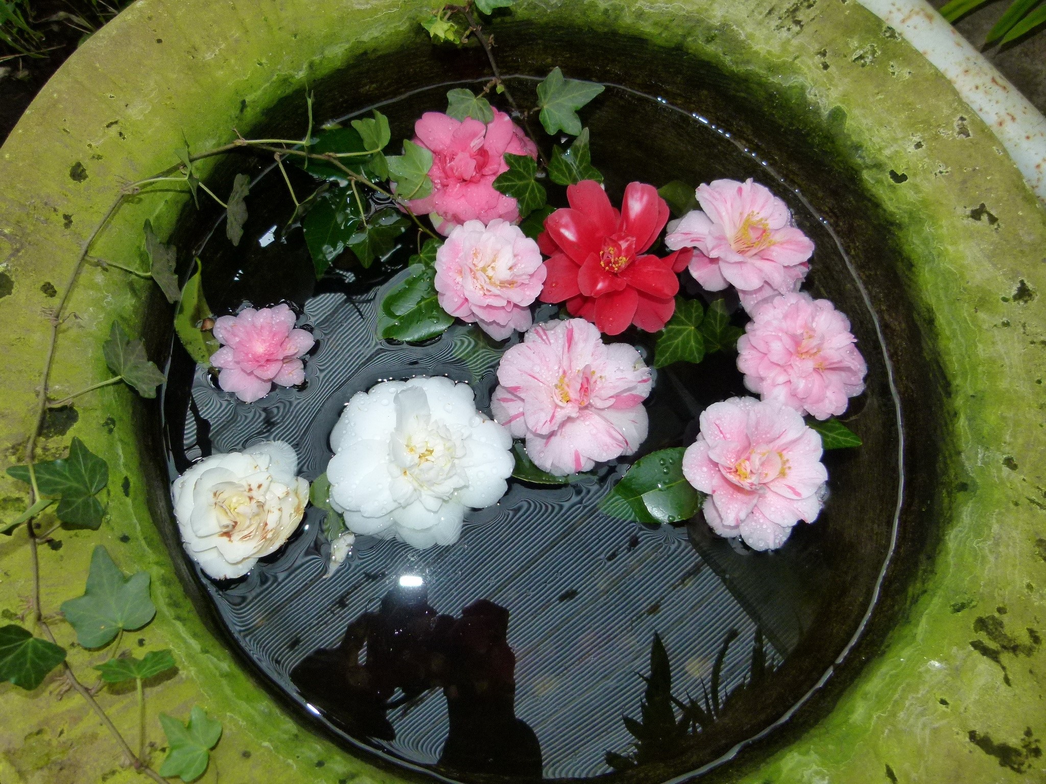 Camellias floating in a mossy basin HD Wallpaper