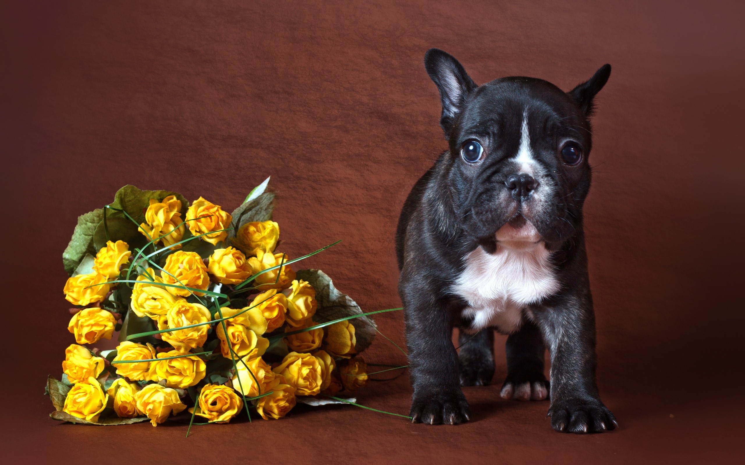 French Bulldog puppy with yellow roses HD Wallpaper