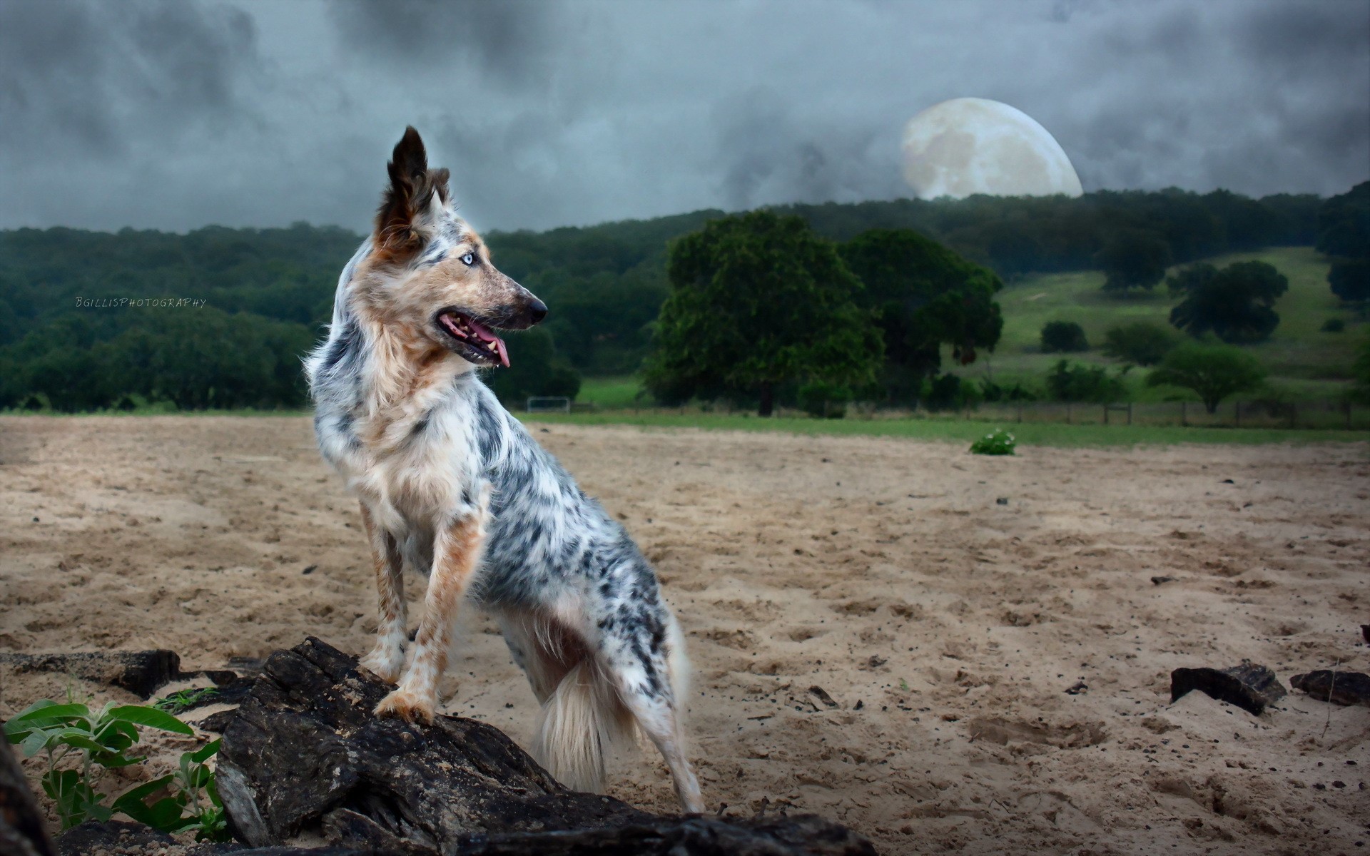 Blue Heeler dog sitting on a log in a field HD Wallpaper