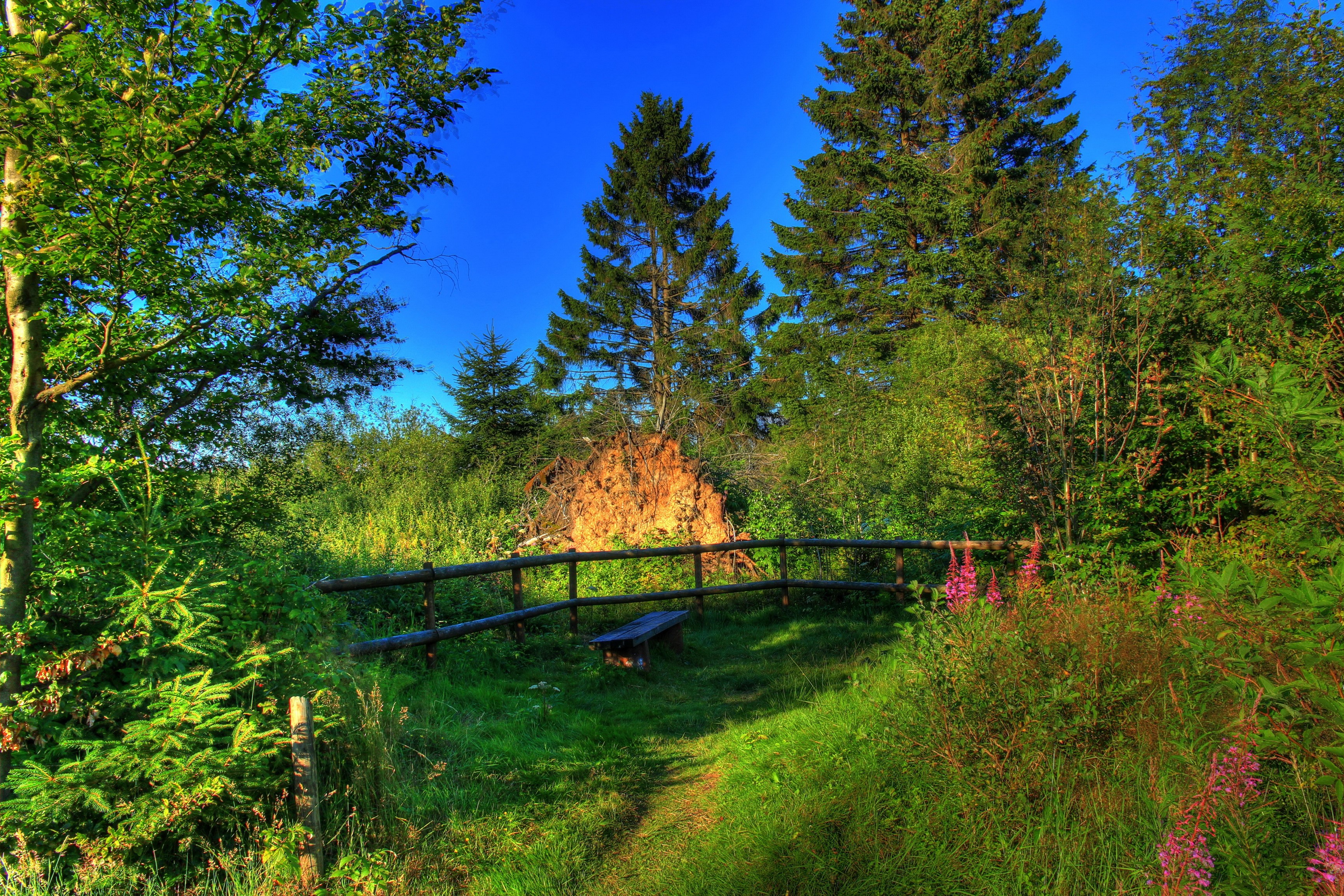 Forest path with a bench and fallen tree in Germany HD Wallpaper