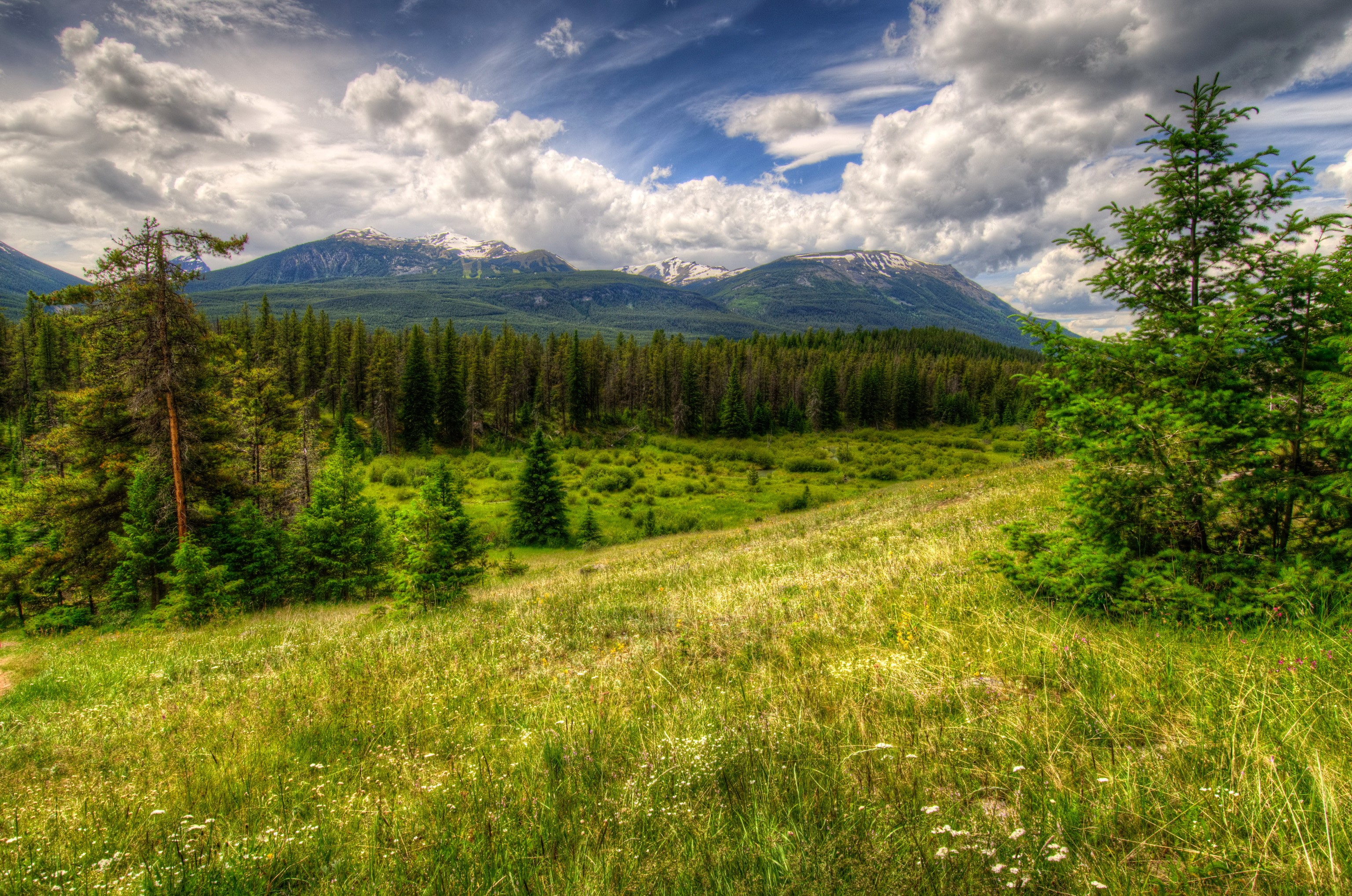 Jasper National Park Landscape with Mountains and Forest HD Wallpaper