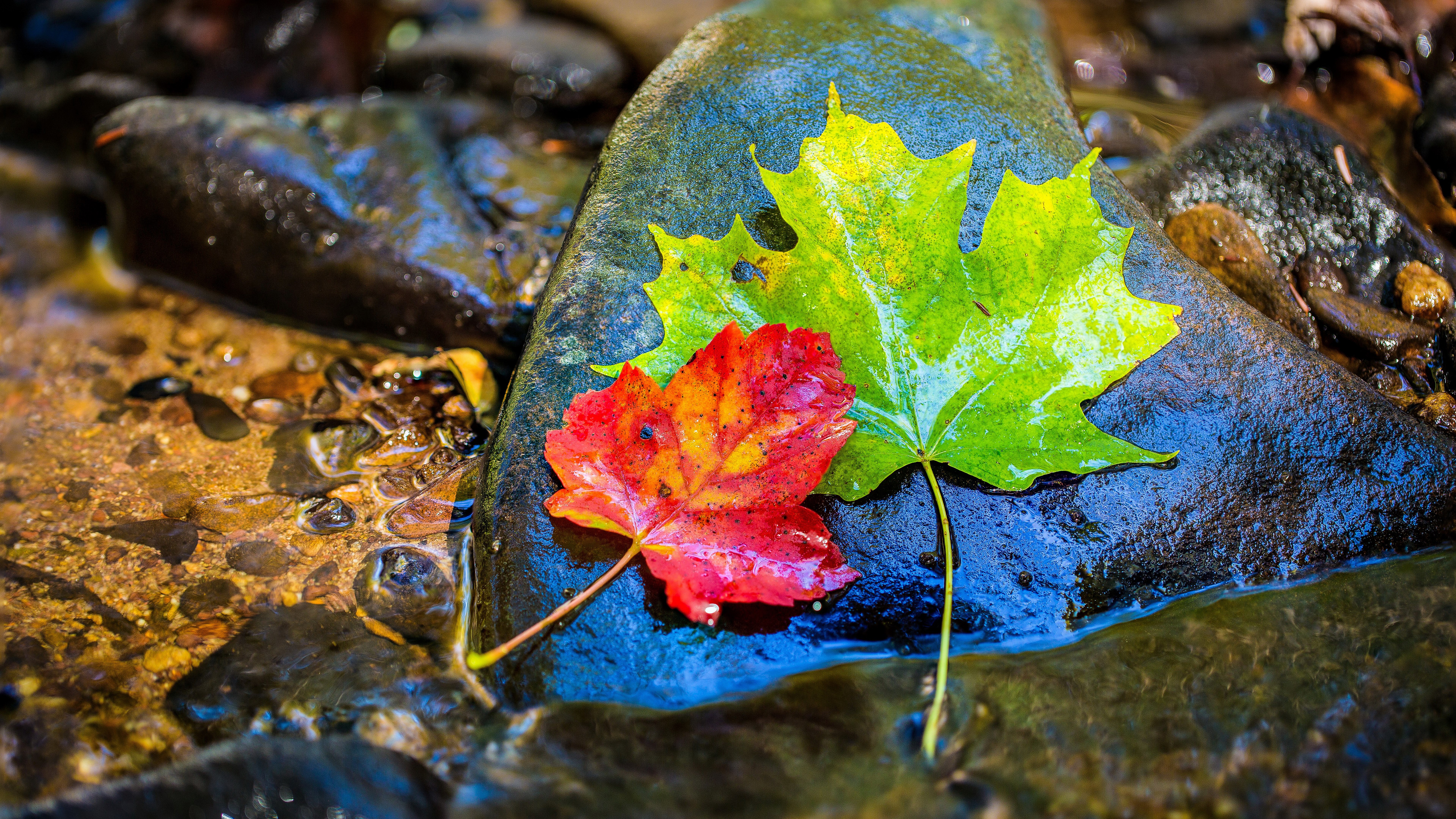 Two autumn leaves on wet rocks in a stream HD Wallpaper