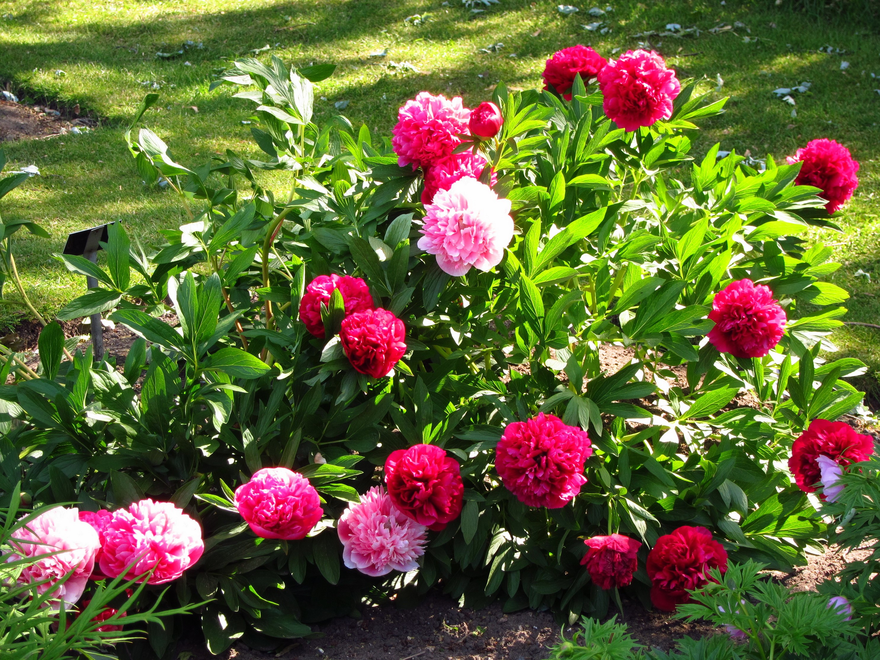A bush of pink and red peonies in a garden HD Wallpaper