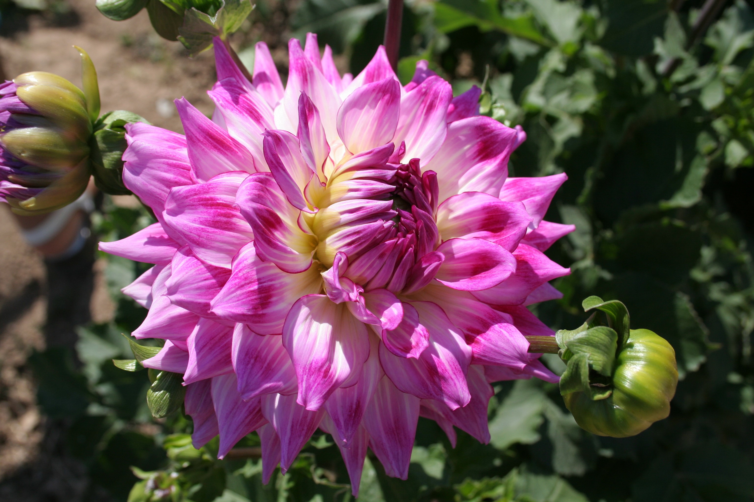 Pink and yellow dahlia flowers with buds HD Wallpaper