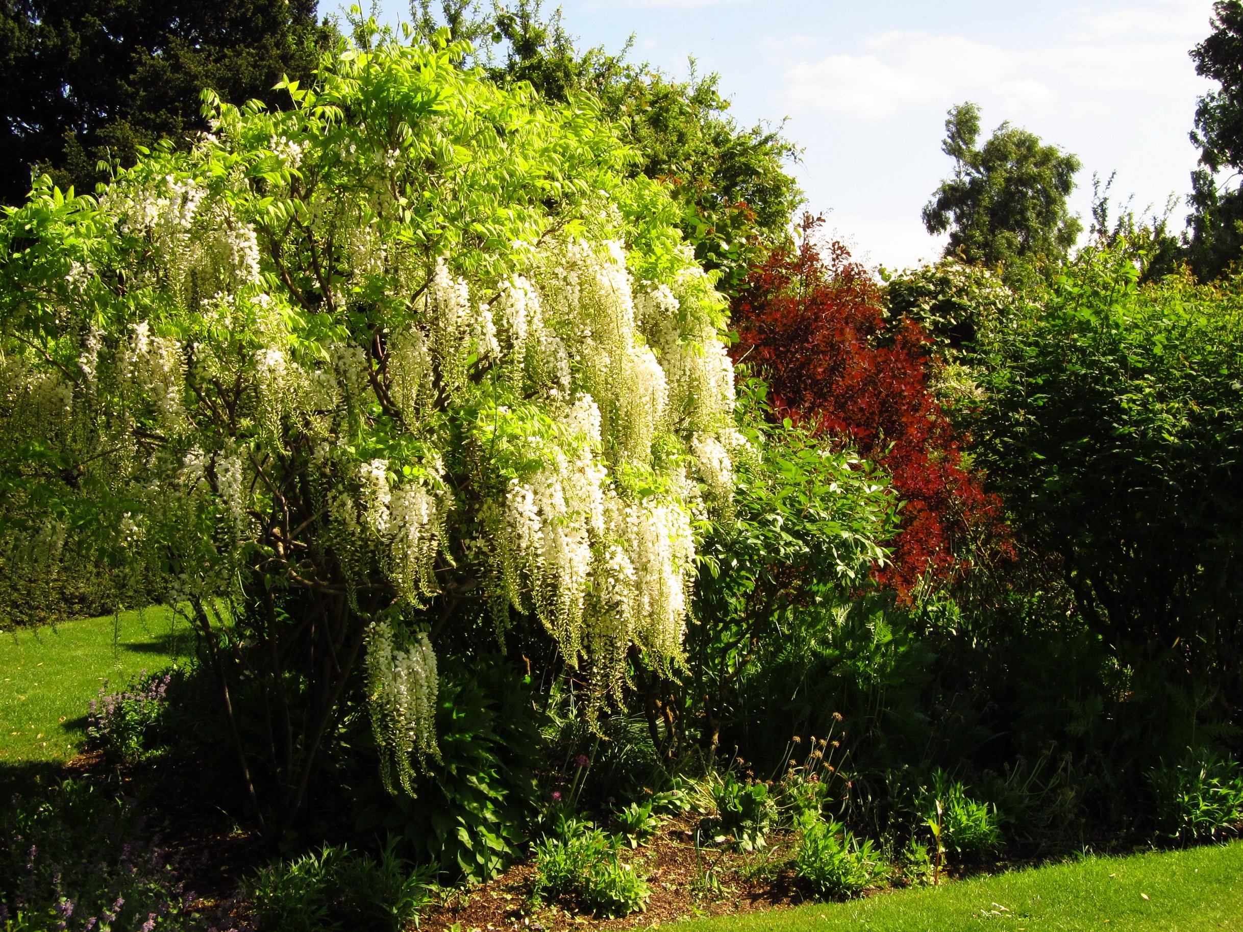 White Wisteria Tree in a Garden HD Wallpaper