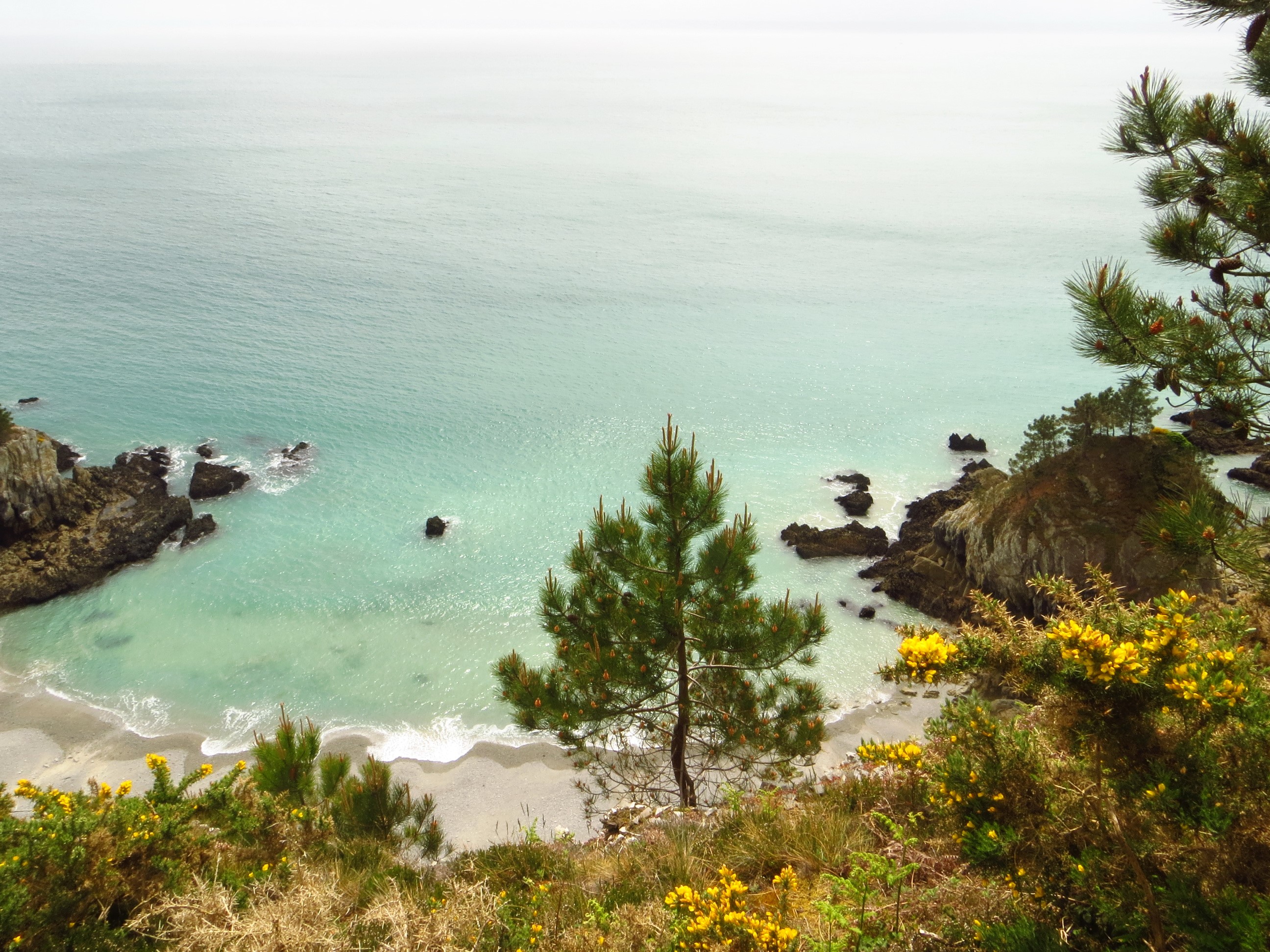 Coastal cove with rocky outcrops and pine trees HD Wallpaper
