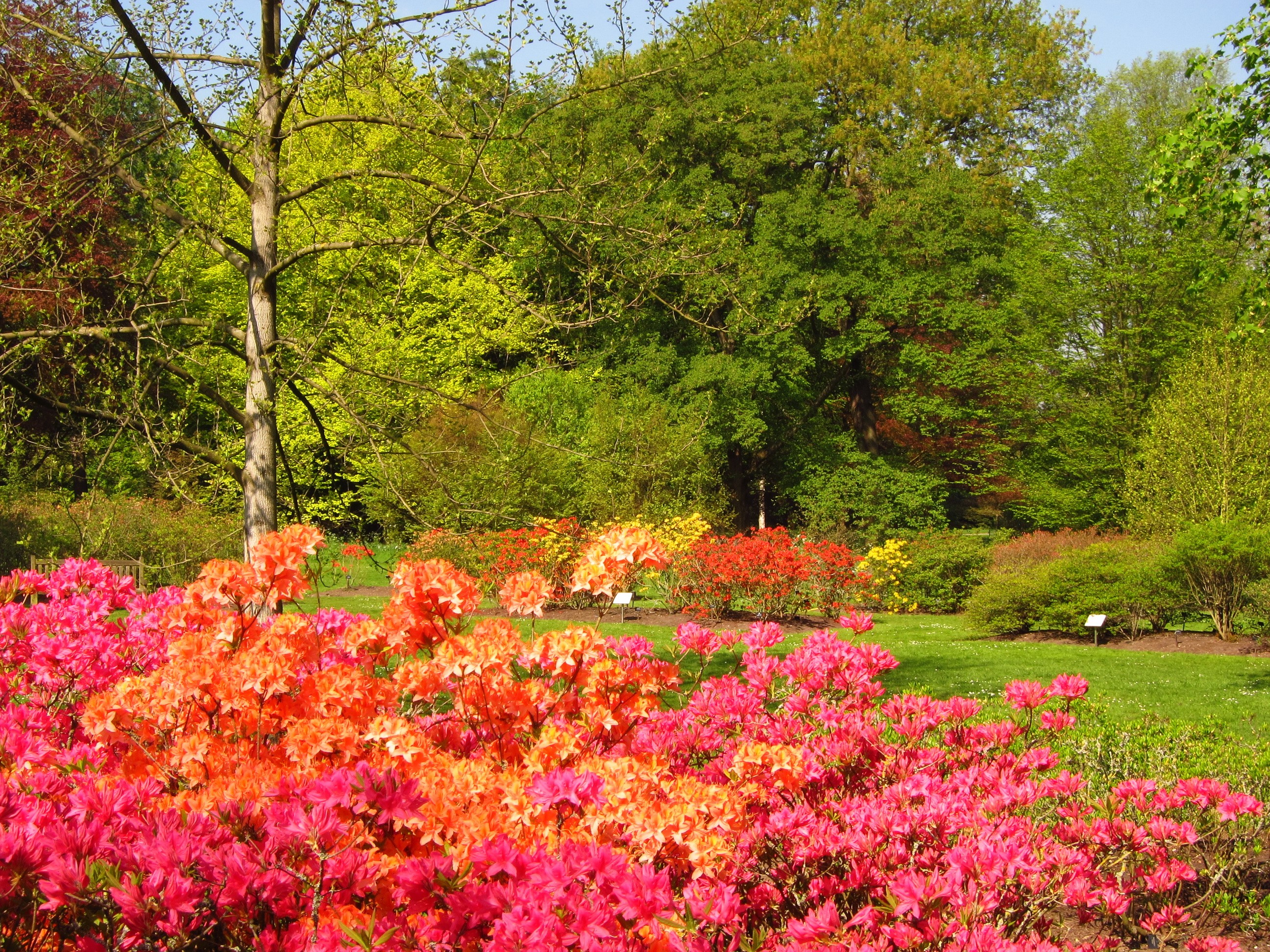 Azaleas in a Garden in England HD Wallpaper